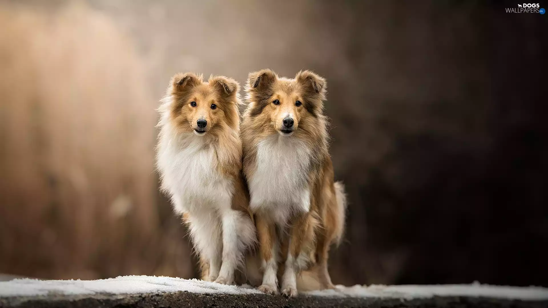 Dogs, fuzzy, background, Shetland Sheepdogs