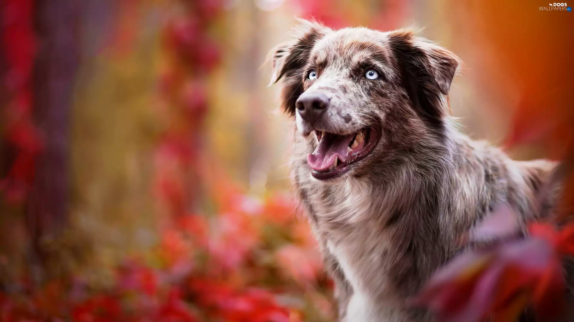 background, Australian Shepherd, fuzzy