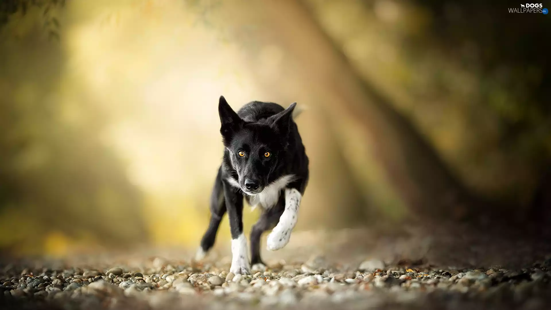 Border Collie, dog, fuzzy, background, Stones, running