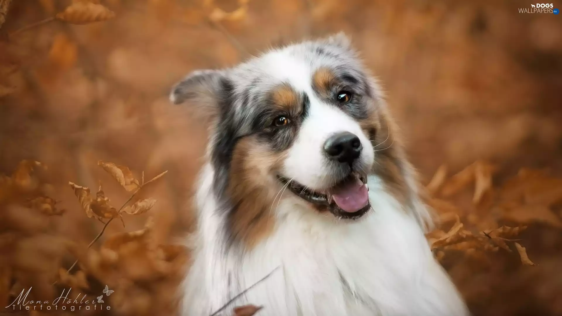 dog, fuzzy, Leaf, Australian Shepherd