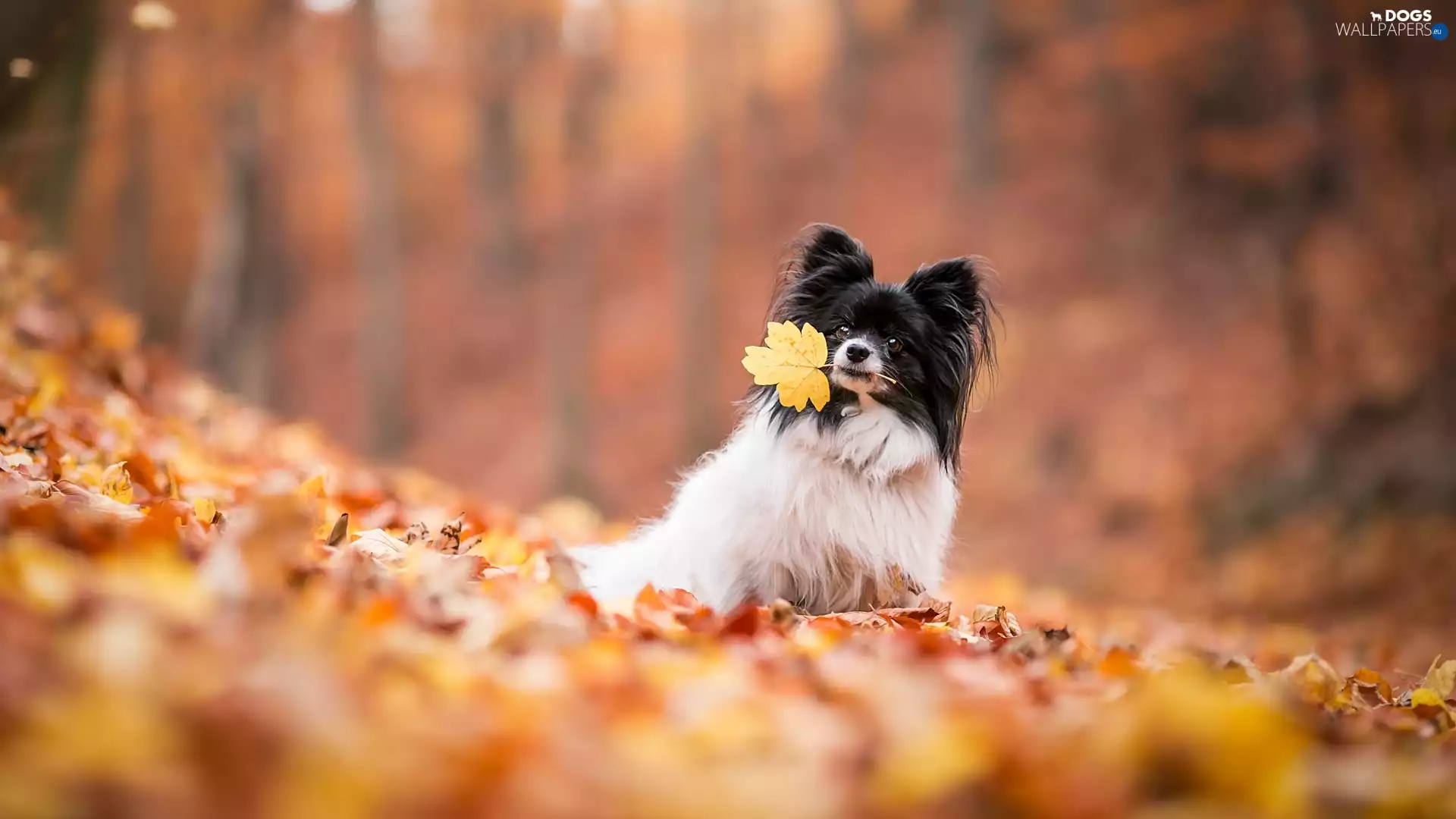 fuzzy, background, Miniature Continental Toy Spaniel Papillon, Leaf, dog