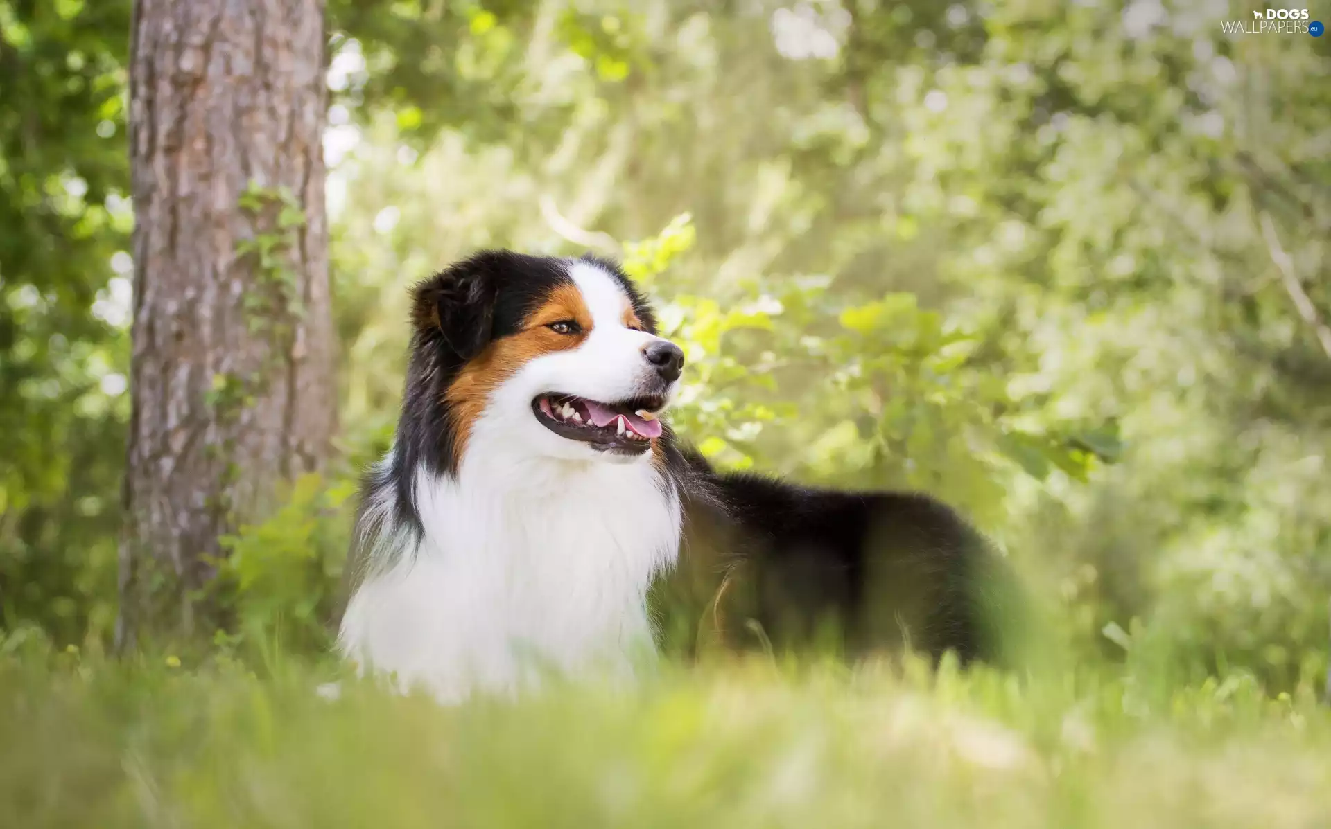 fuzzy, background, car in the meadow, trees, Australian Shepherd
