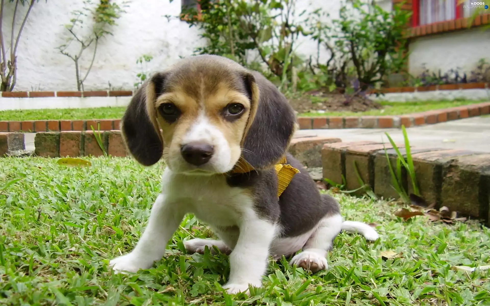Garden, Puppy, Beagle
