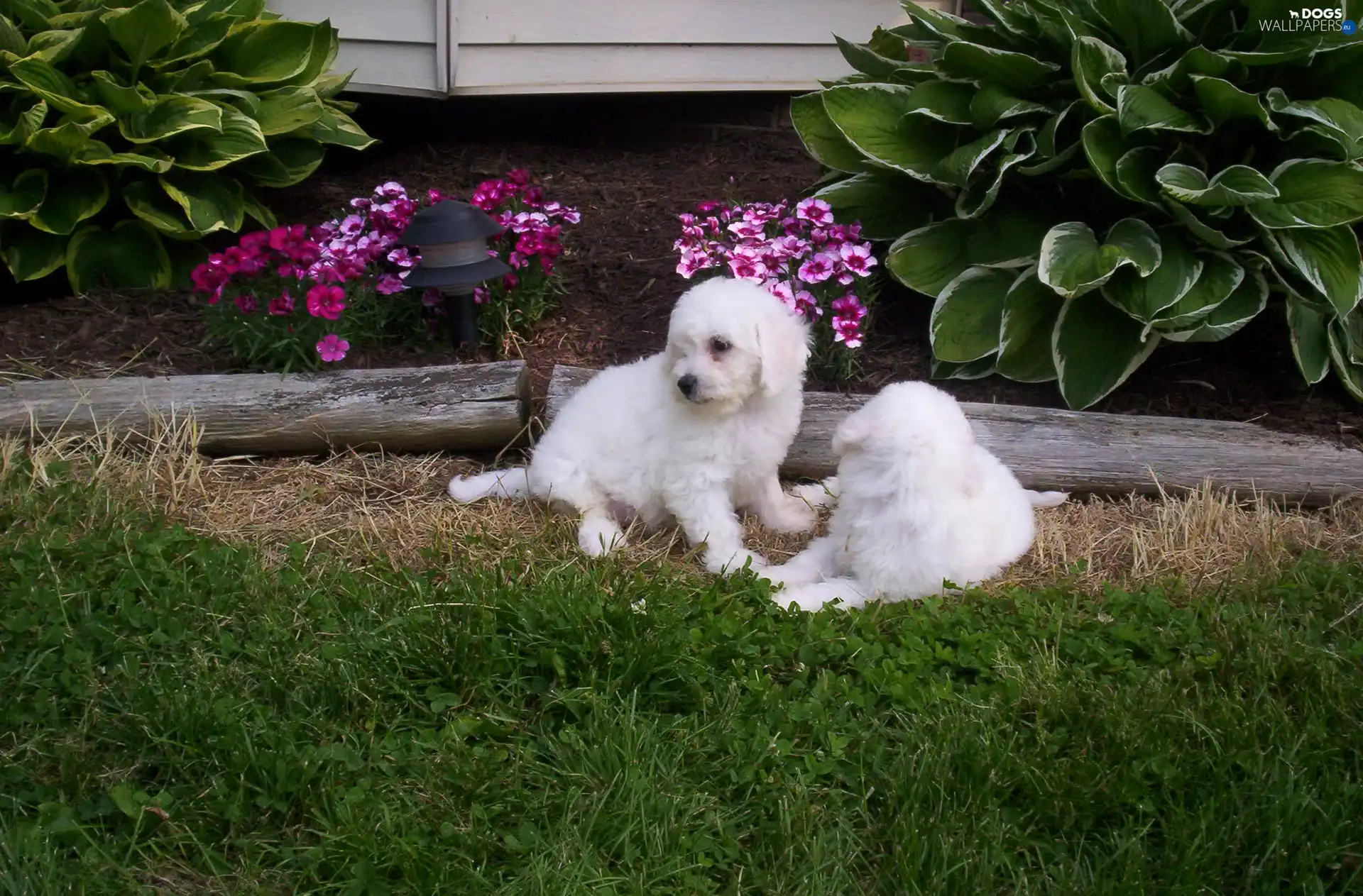 Garden, Bichon frise, Two cars, White