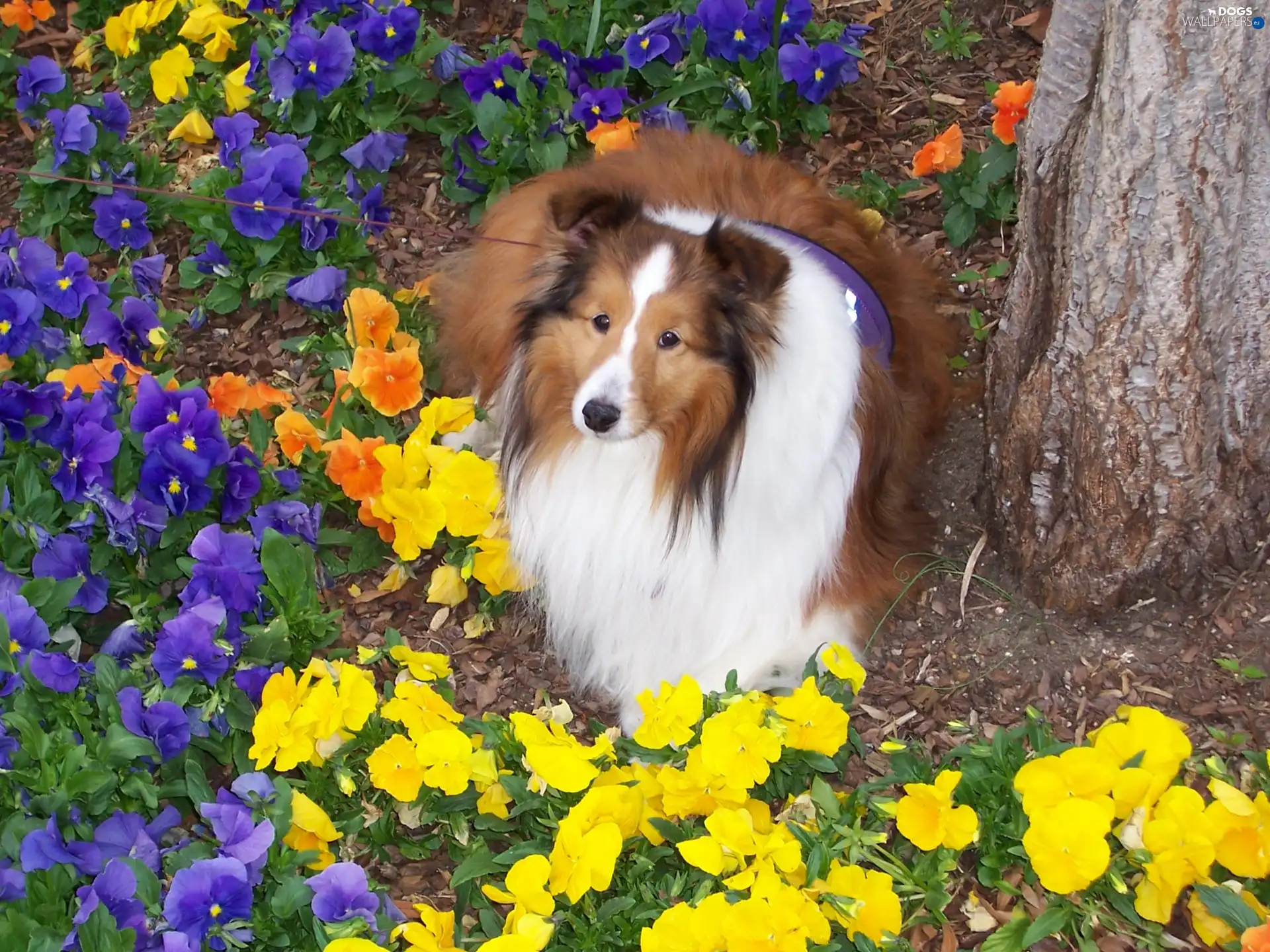 Garden, Flowers, Collie rough