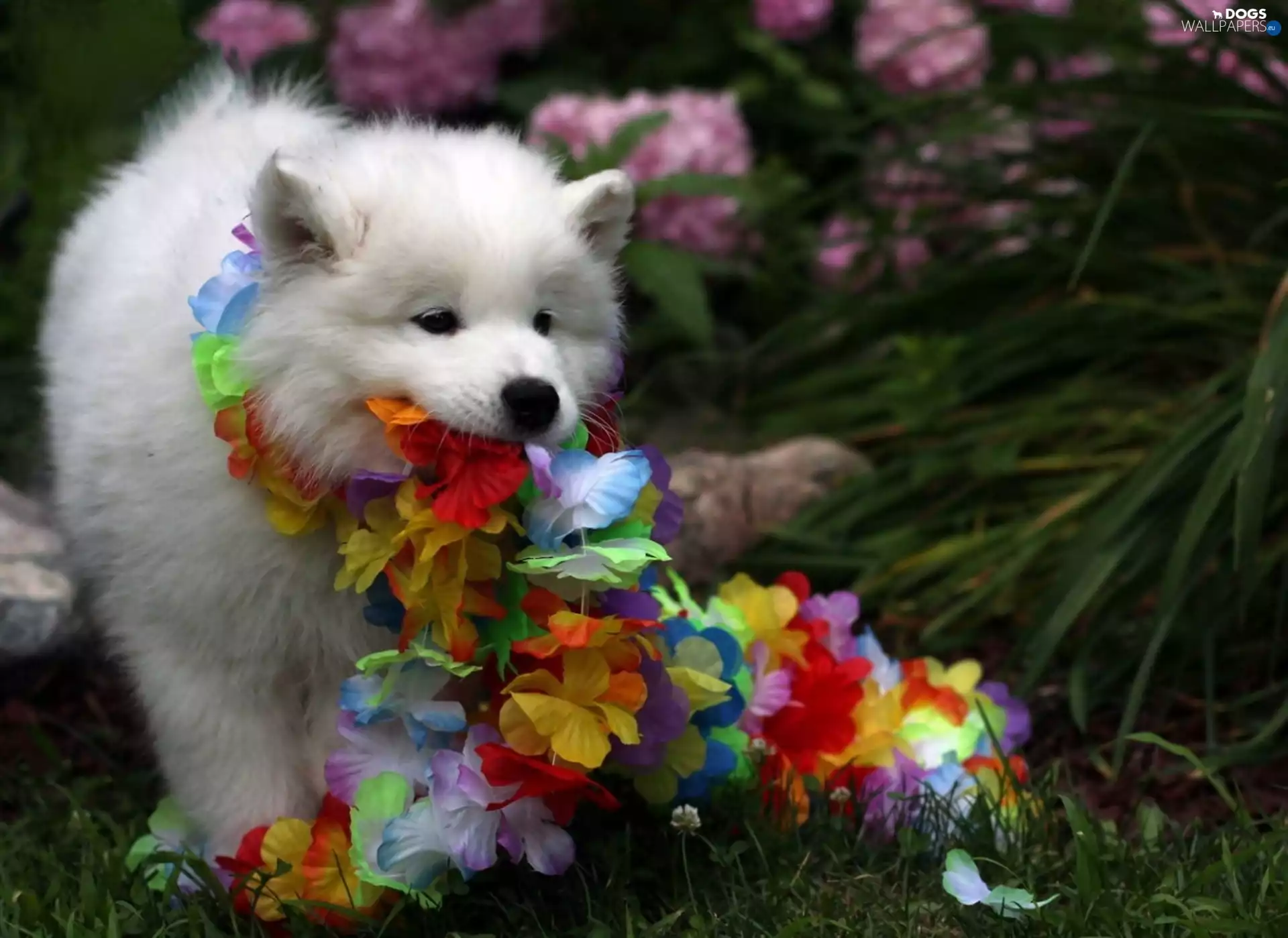 Flowers, Garden, puppie, play, Samojed