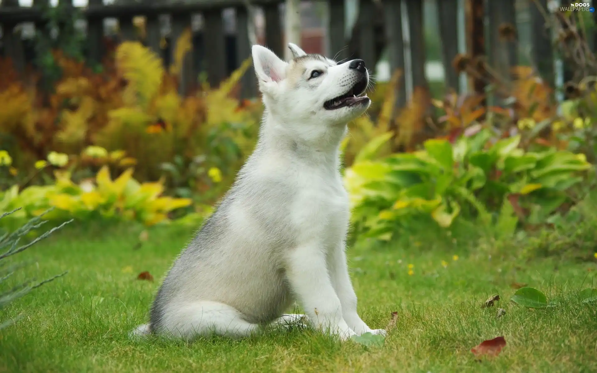 Puppy, Garden, Husky