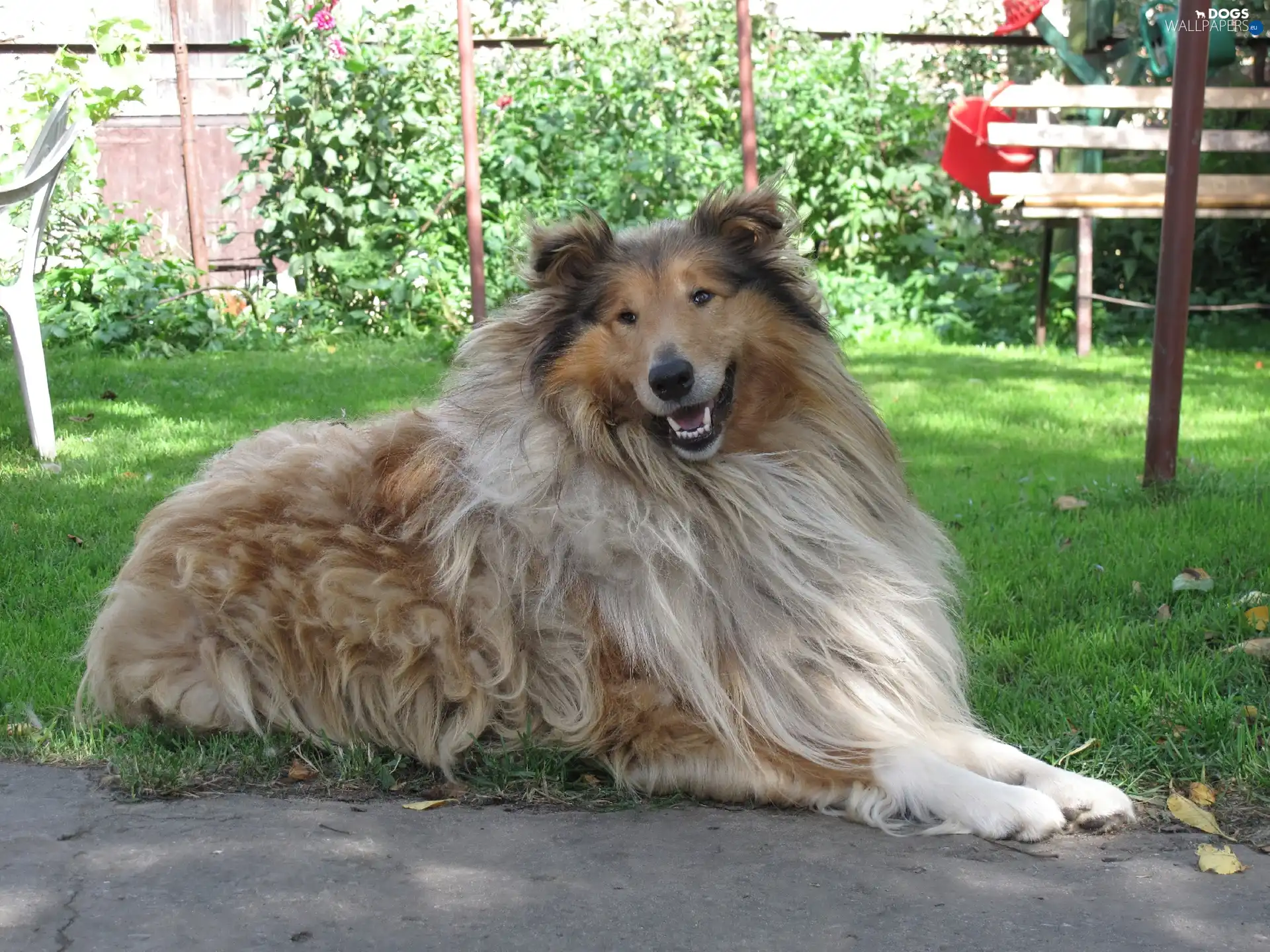 Garden, Scottish Shepherd Collie