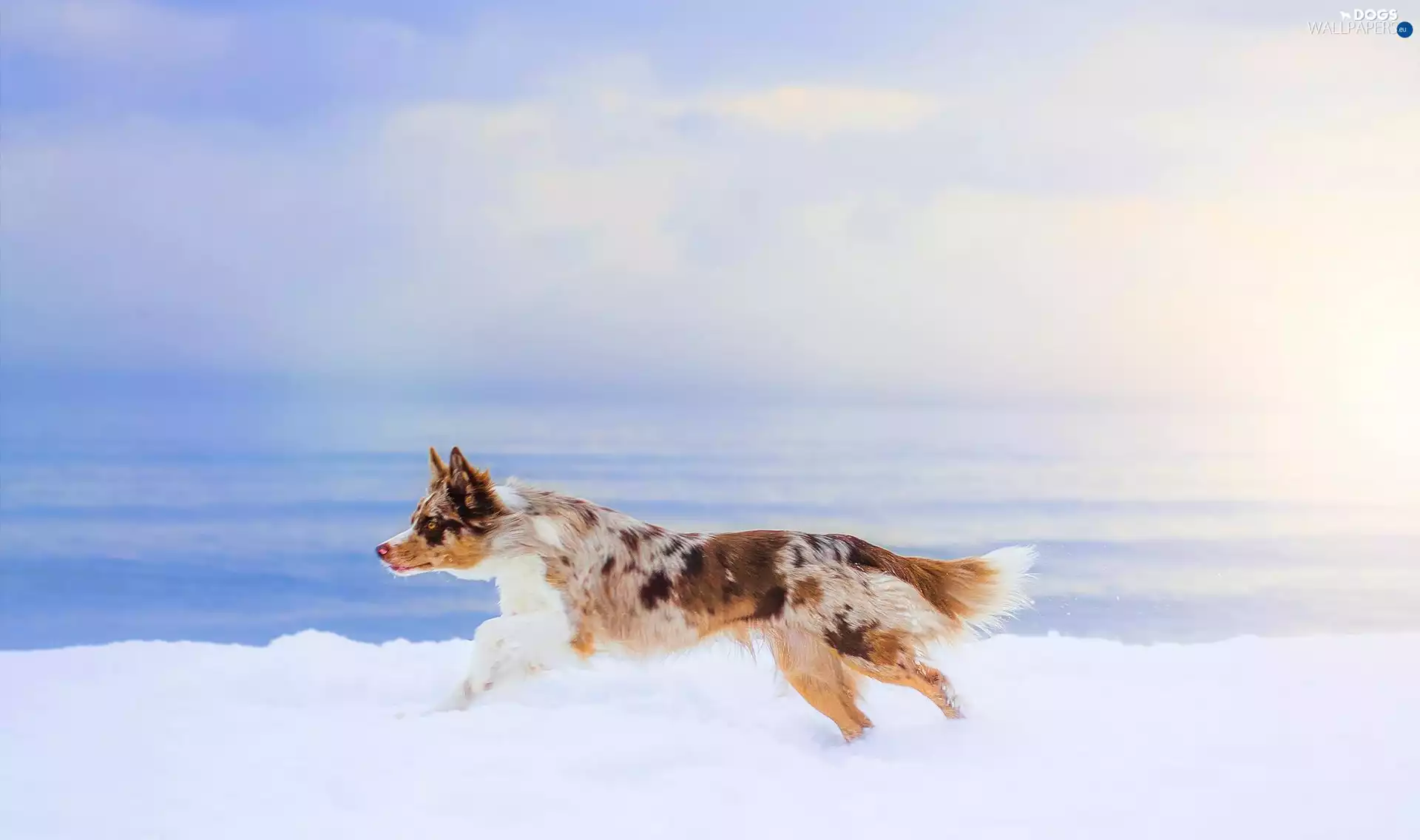 dog, winter, sea, gear