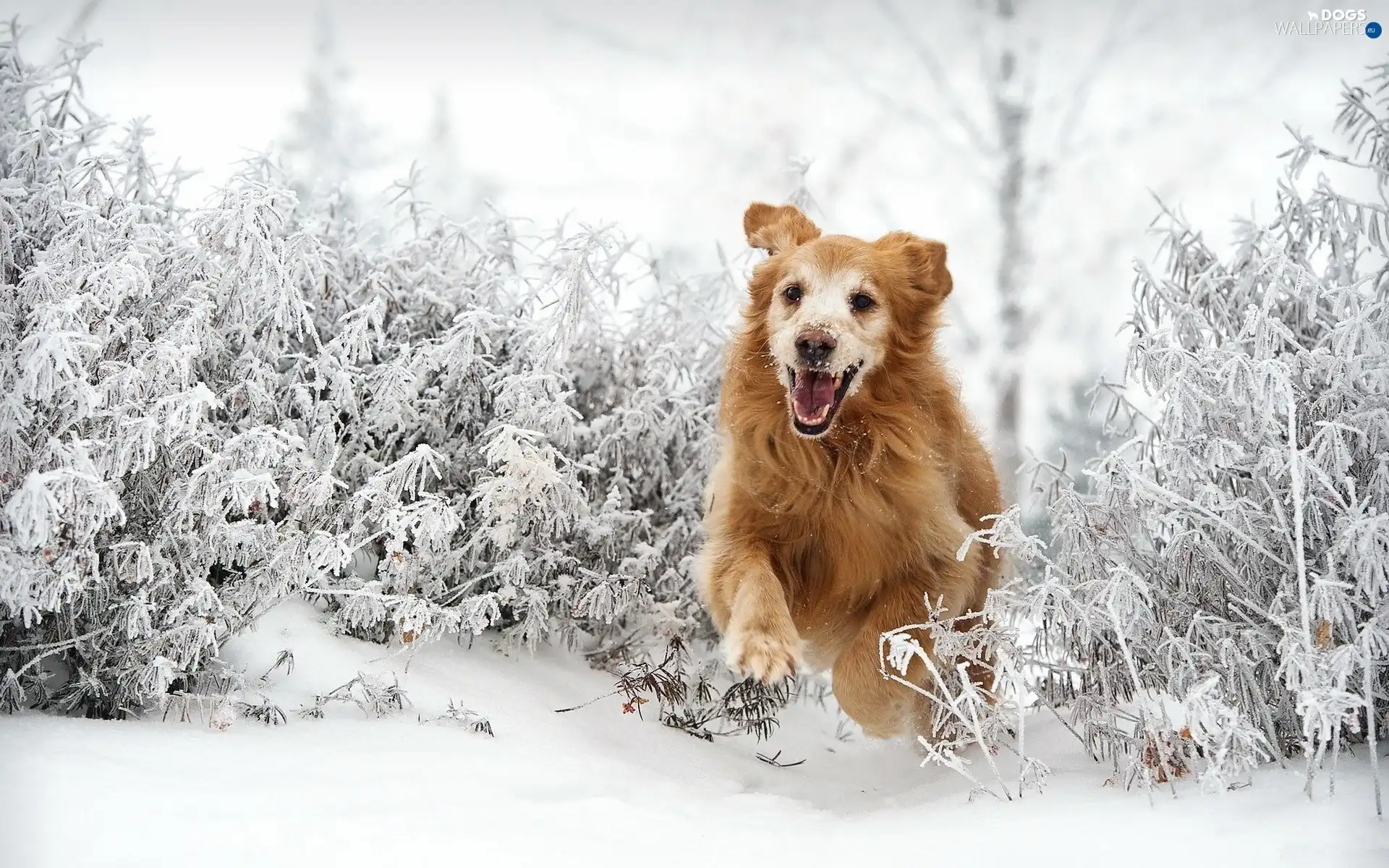 gear, snow, Golden Retriever