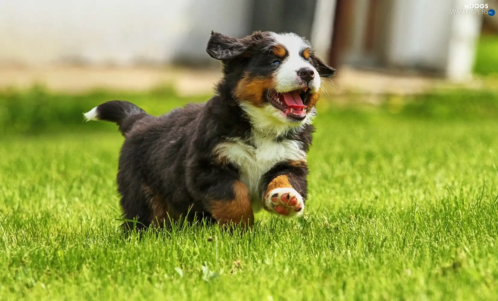 grass, gear, doggy