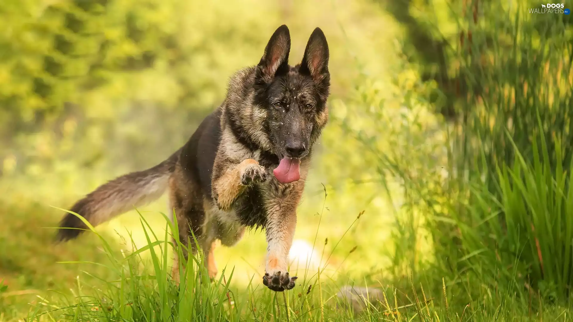 grass, German Shepherd, gear