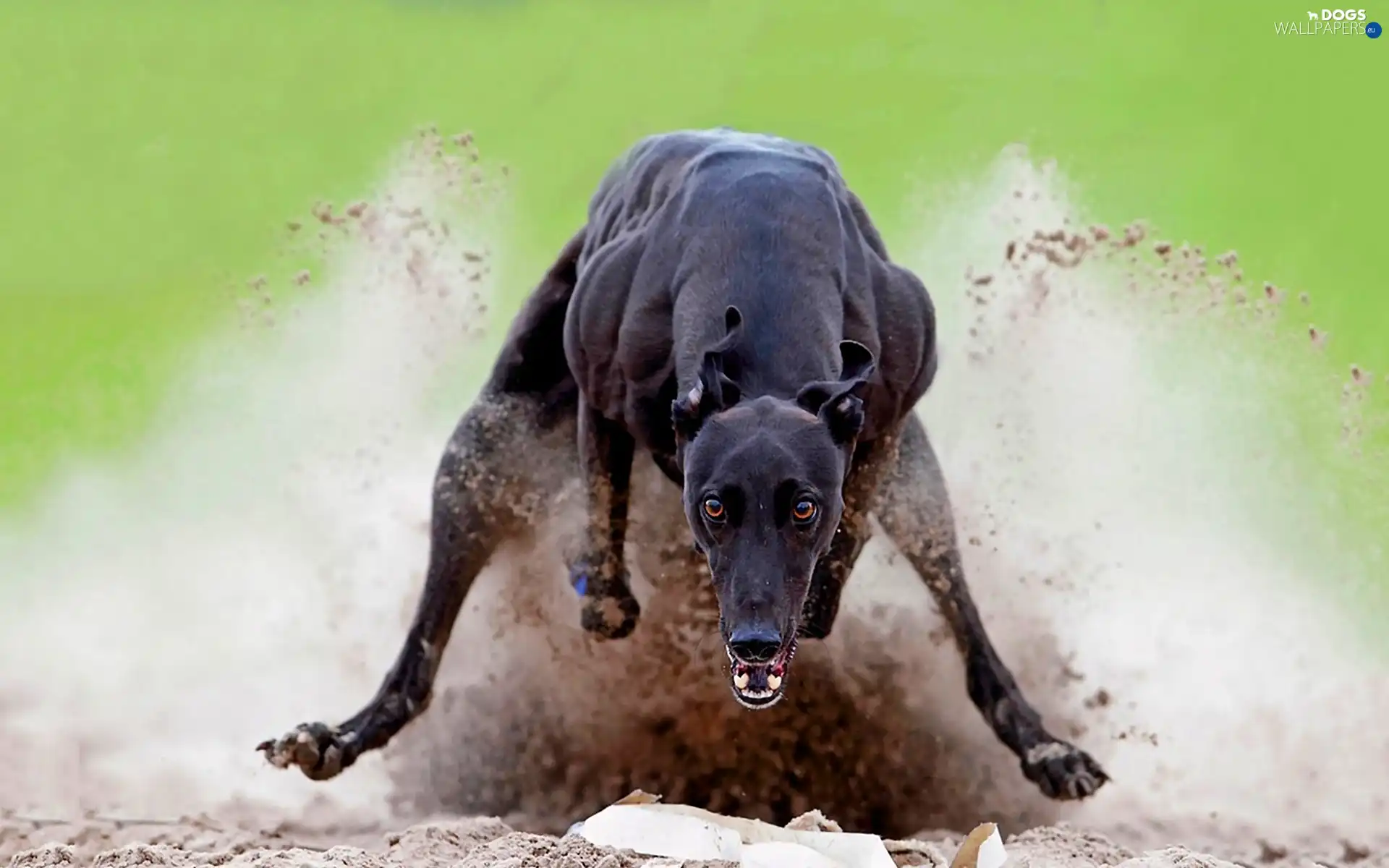 Greyhound, gear, dog
