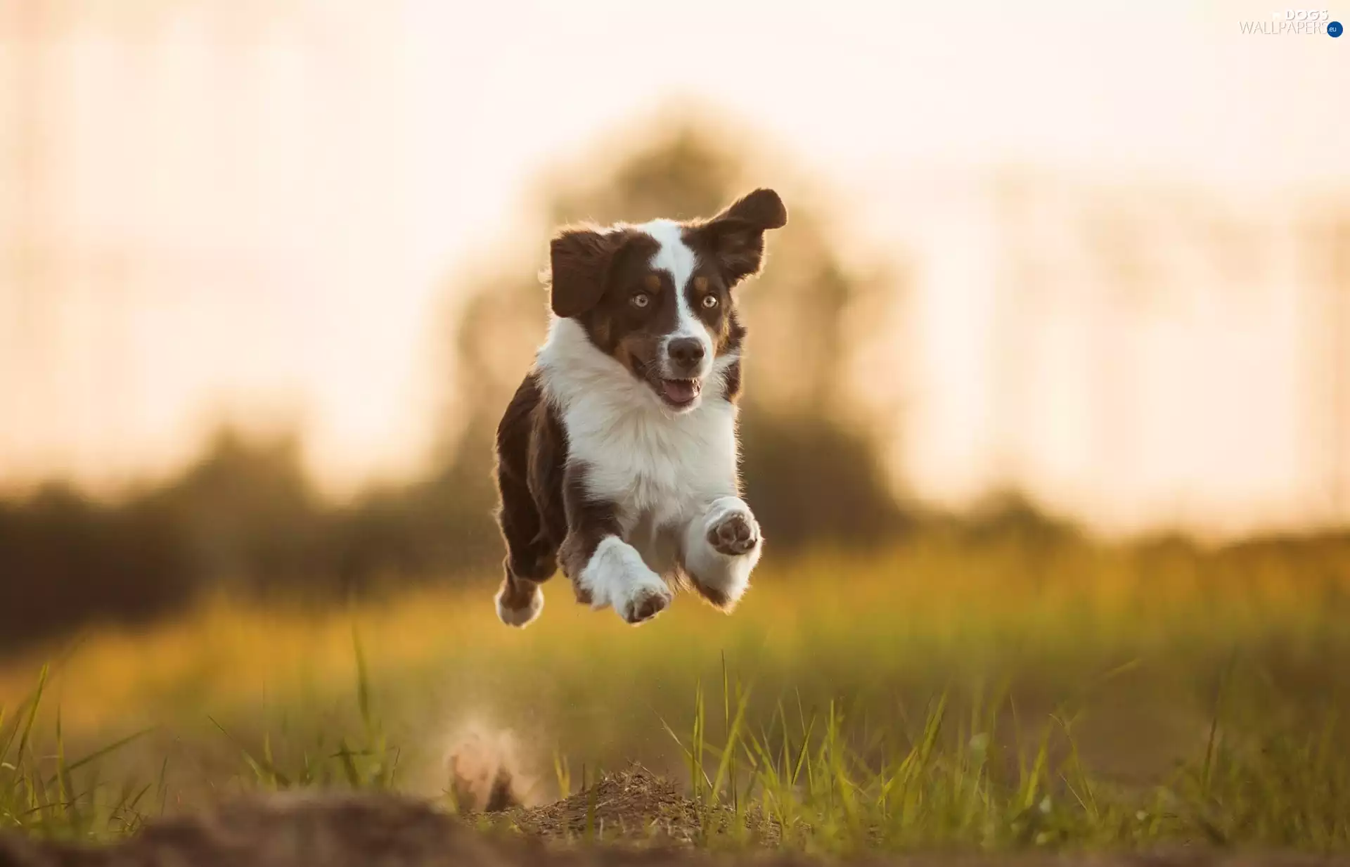 gear, dog, Meadow