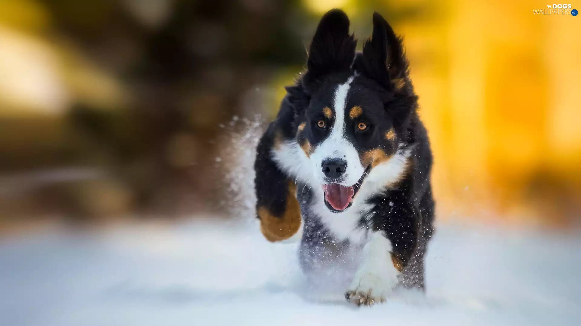 Bernese Mountain Dog, gear, snow, Puppy