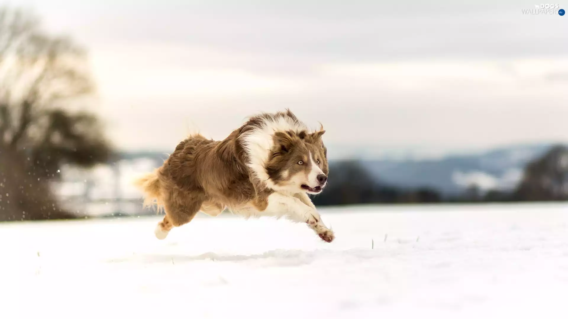 snow, Border Collie, gear