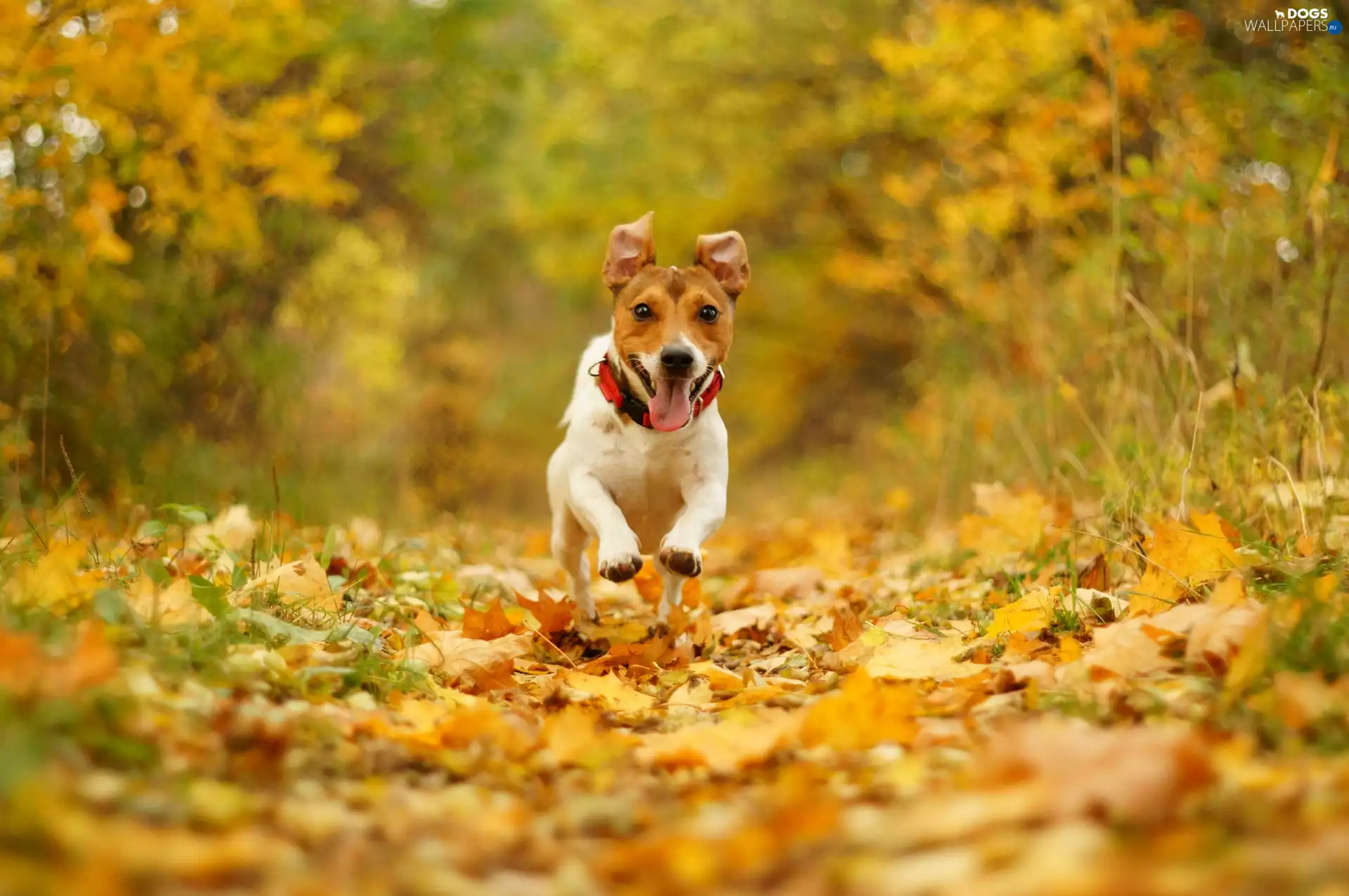 terrier, autumn, Bokeh, gear