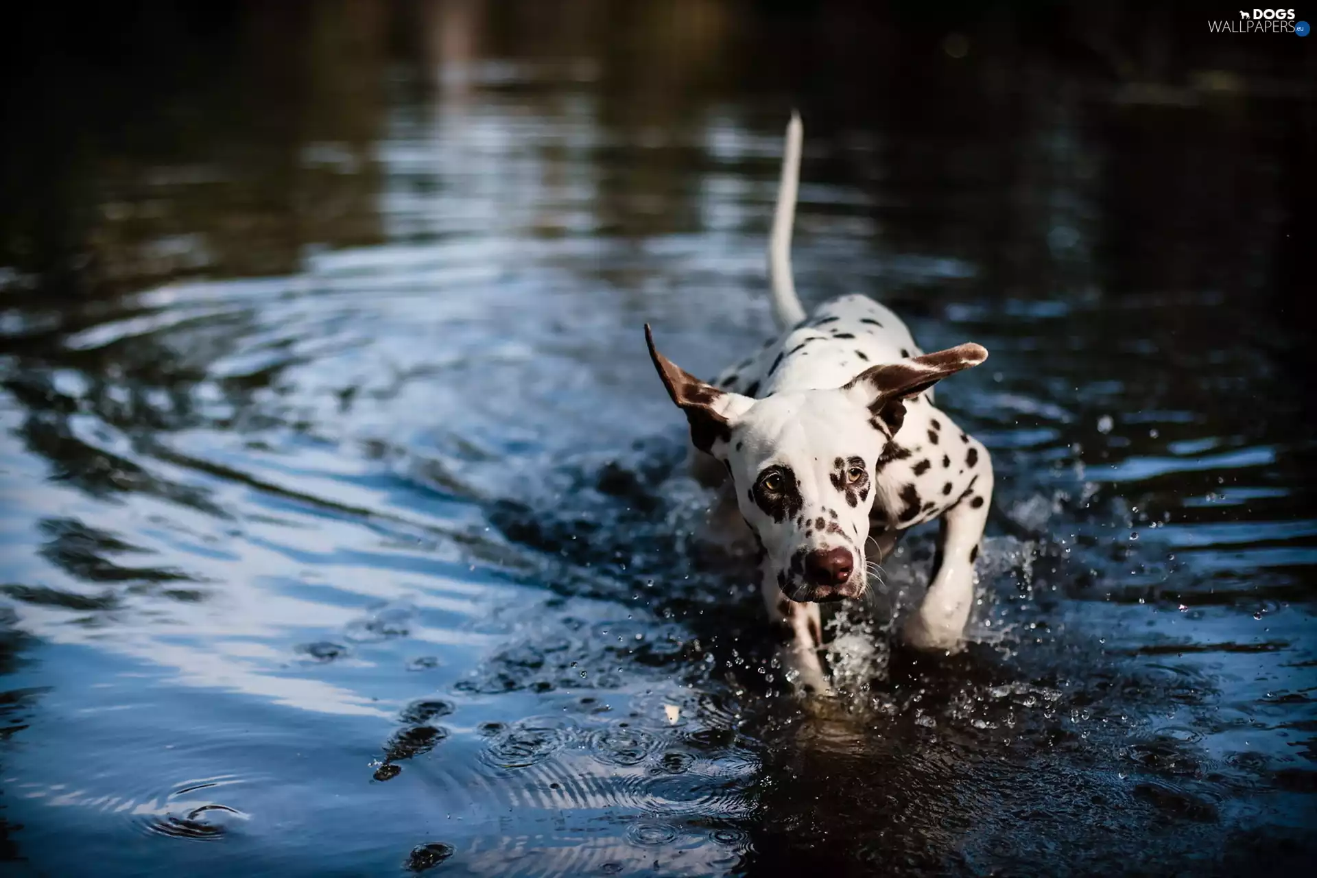 gear, Dalmatian, water