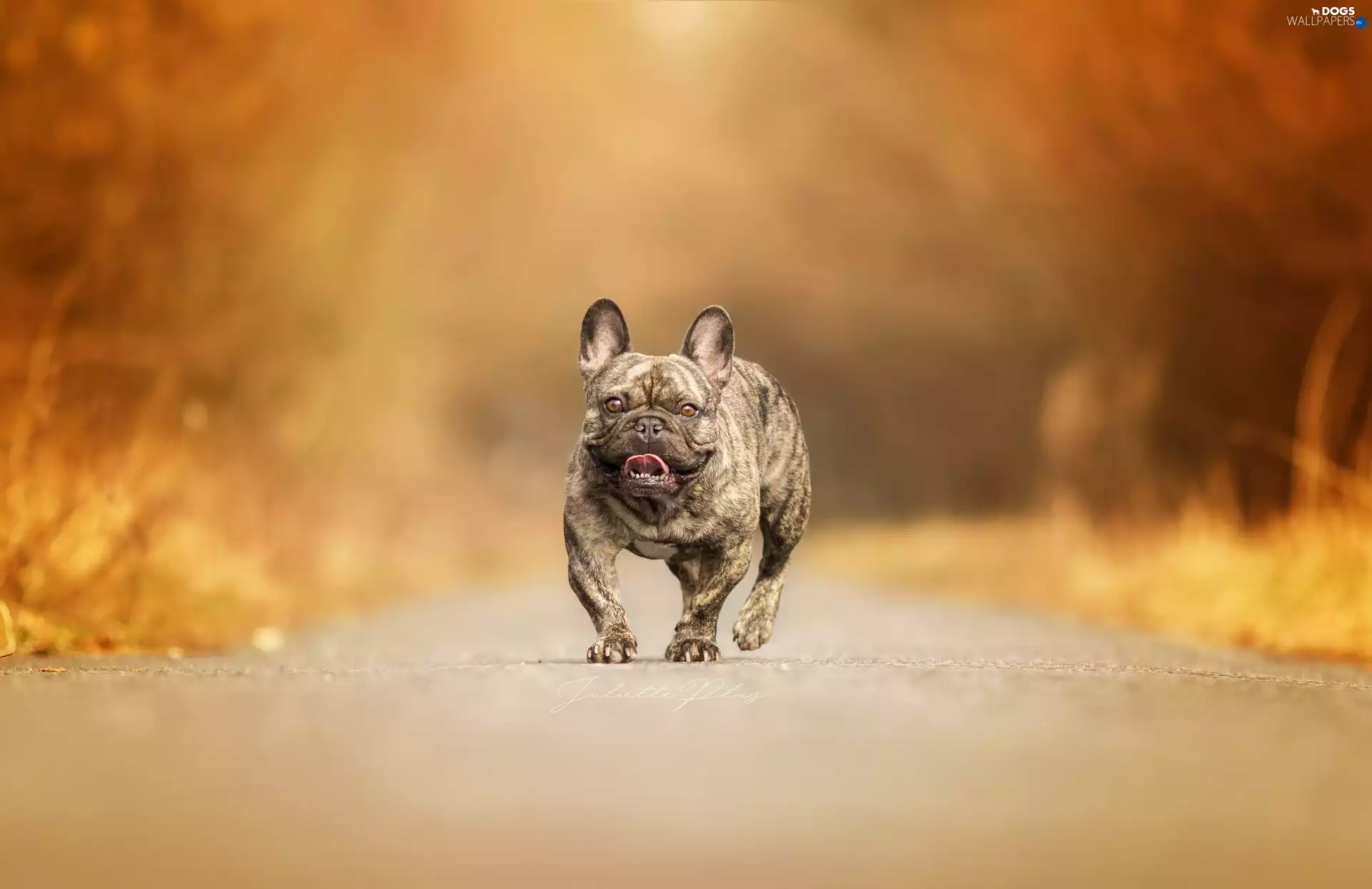 Way, French Bulldog, gear