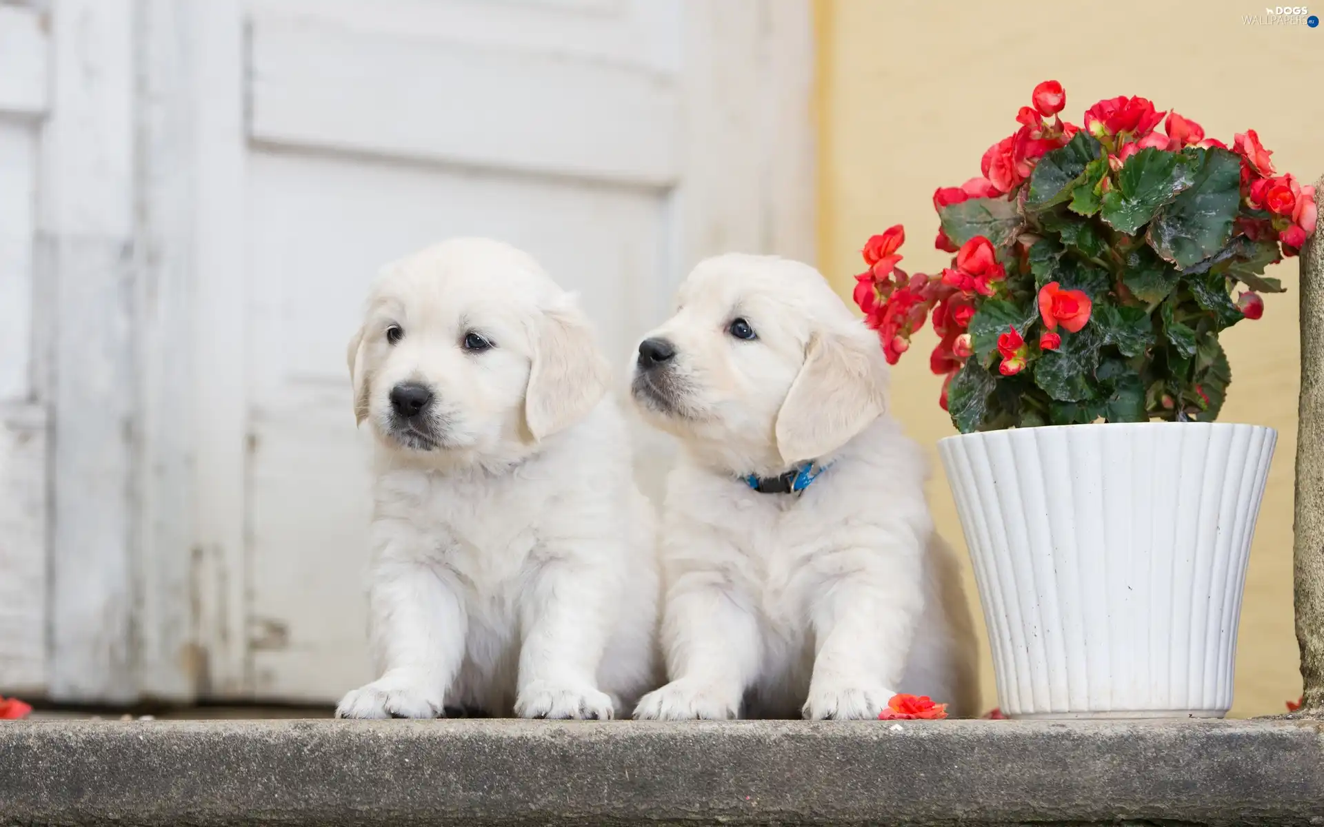 geranium, Golden Retriever, puppies, puppies
