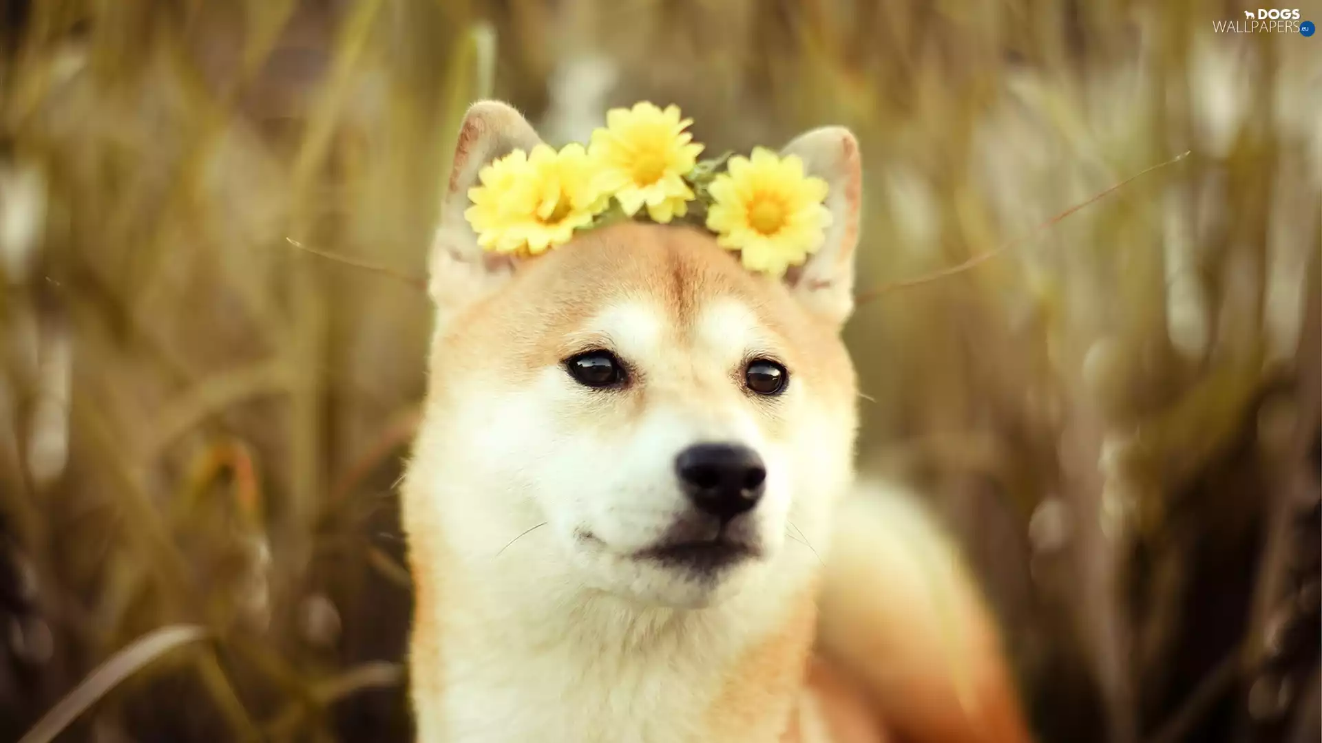 Yellow, gerberas, Akita, Inu, dog