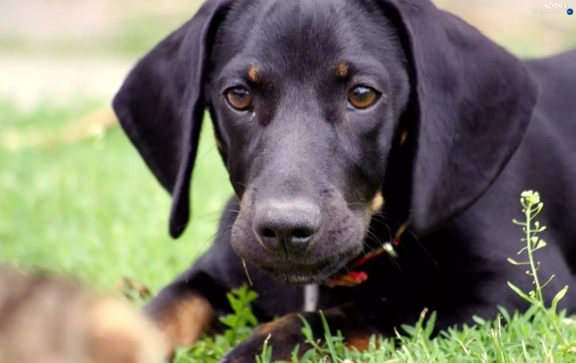 Black, Braque Saint-Germain