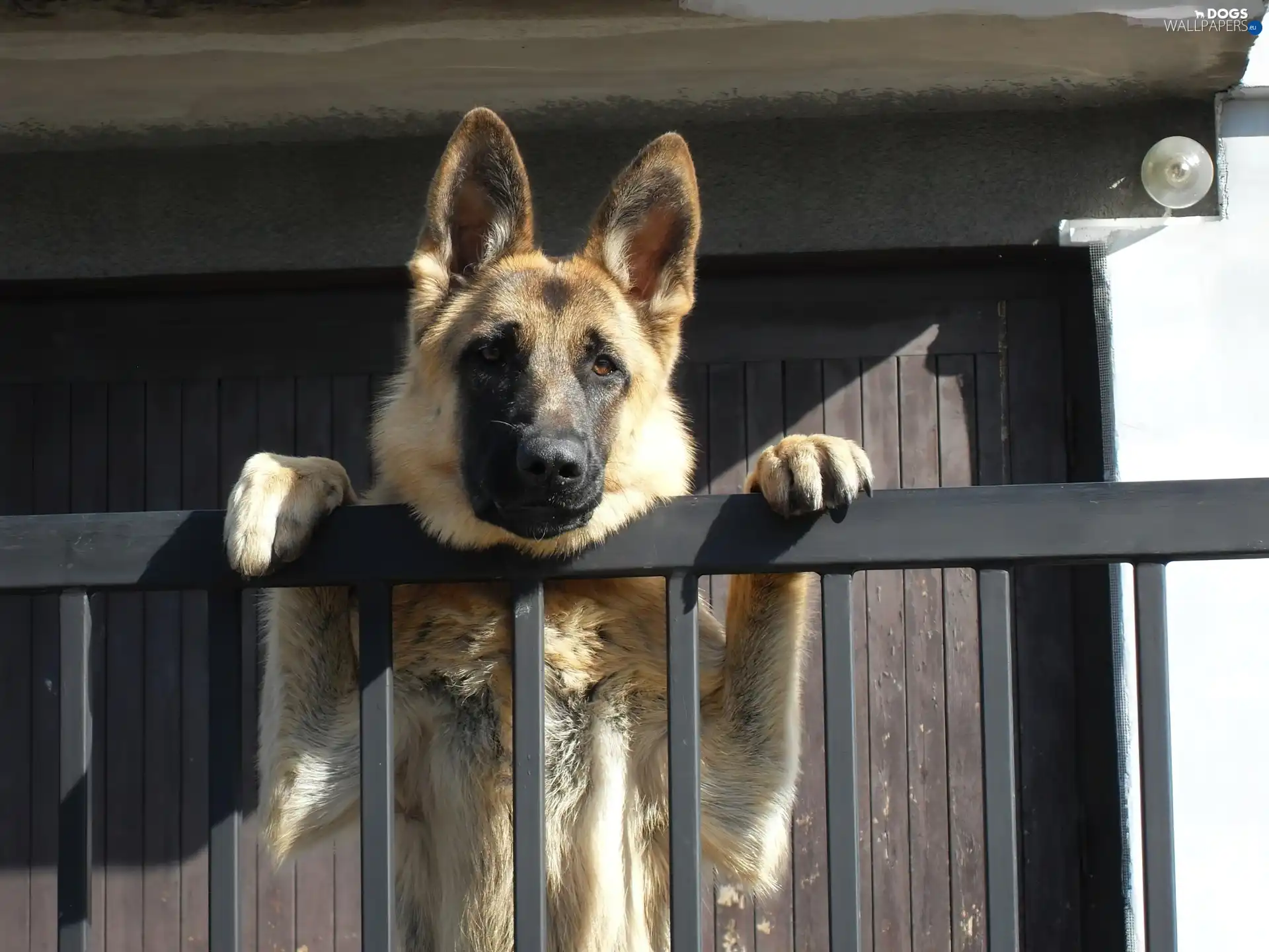 Balstrada, German Shepherd