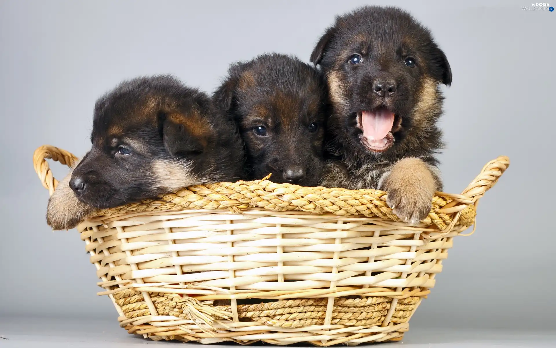 German, Shepherds, Three, basket, Puppies