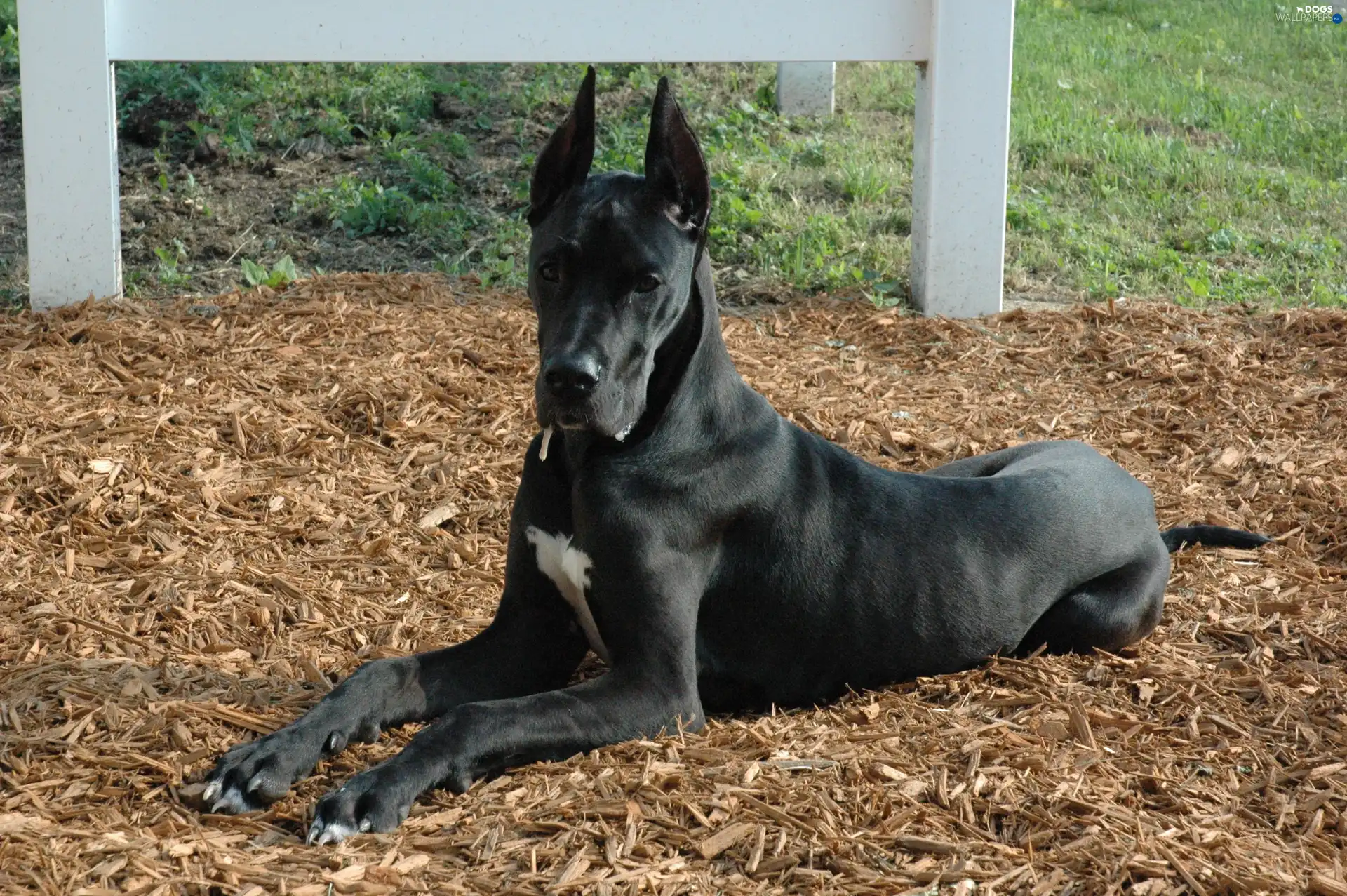 german, Dog, Big, Black