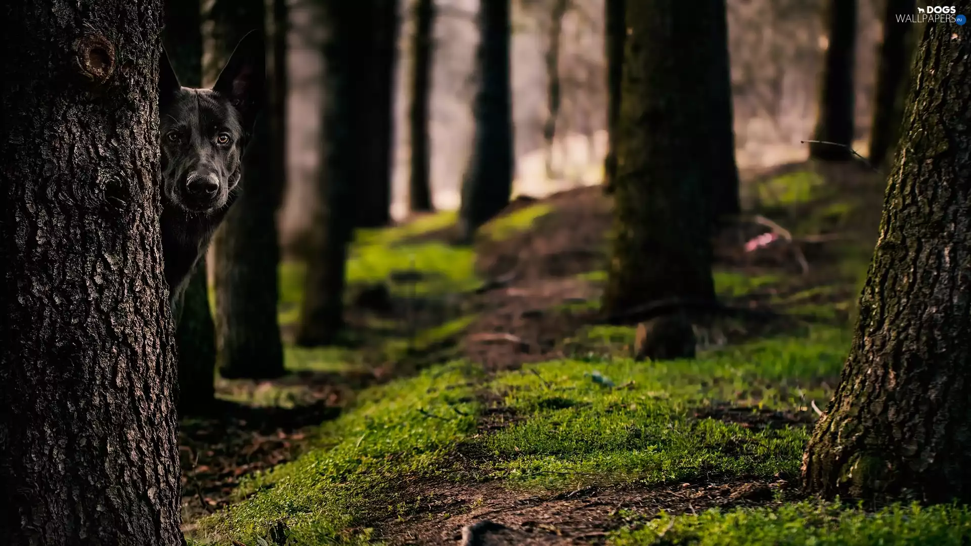 forest, viewes, Black German Shepherd Dog, trees