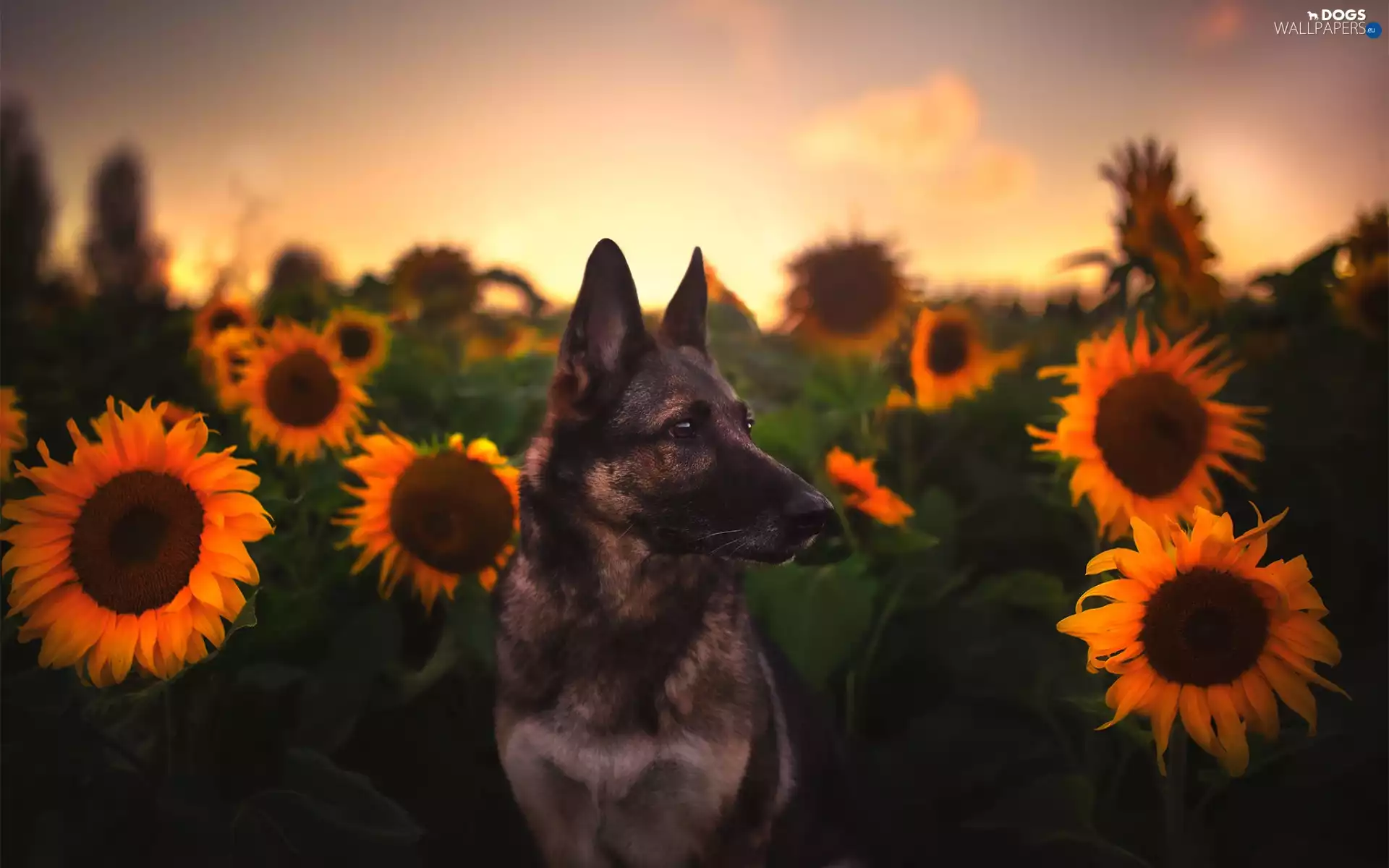 Nice sunflowers, dog, German Shepherd, blur