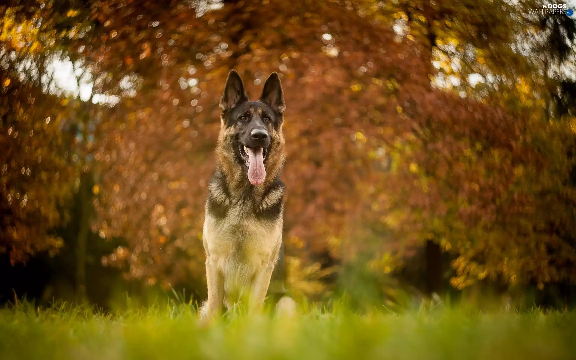 German Shepherd, Bokeh