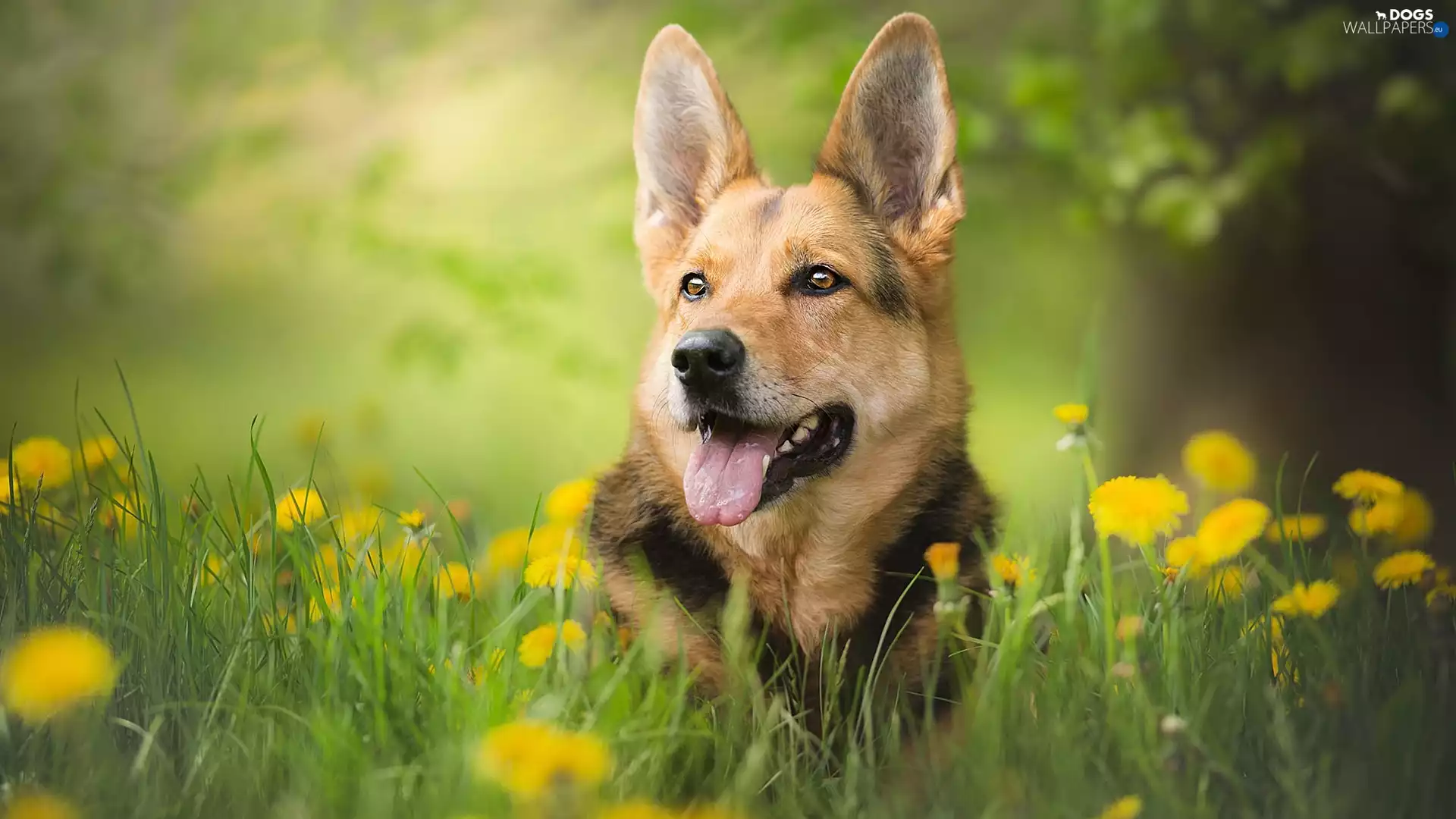 Meadow, Common Dandelion, German Shepherd, muzzle, dog