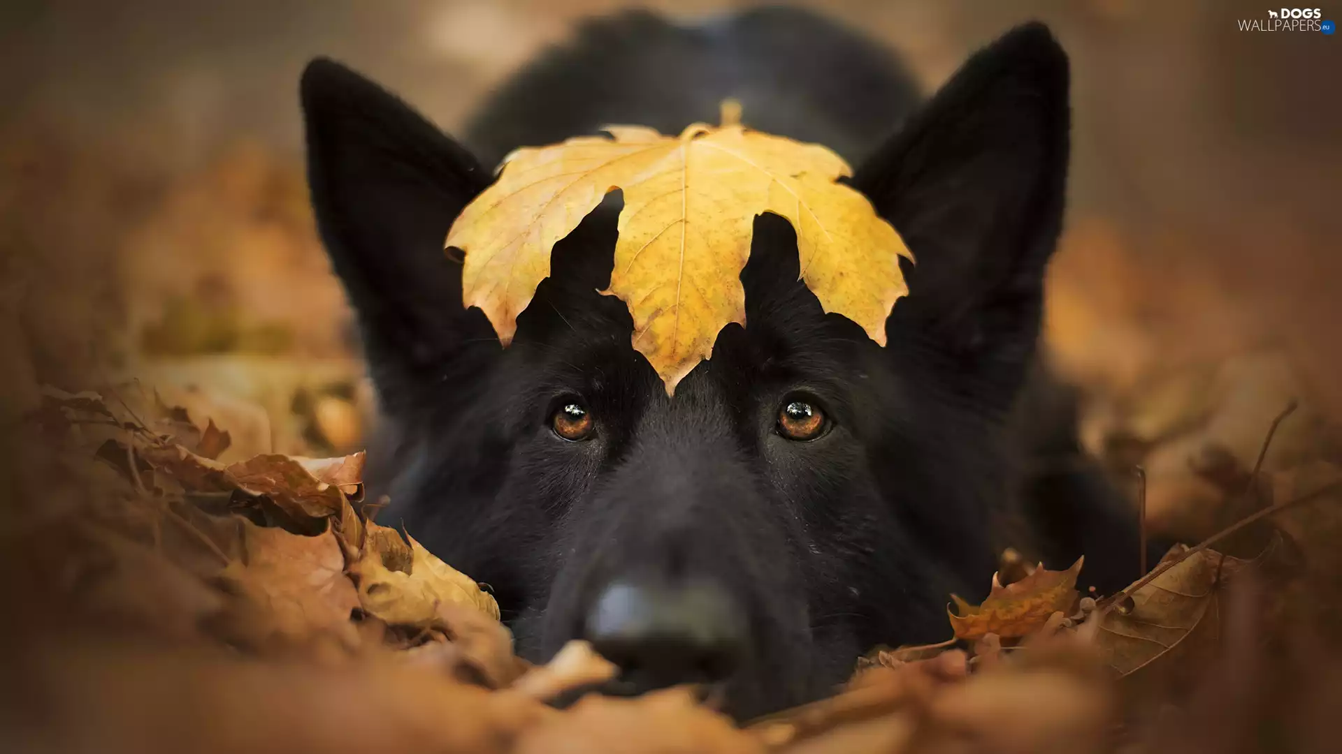 leaf, dog, Black German Shepherd Dog