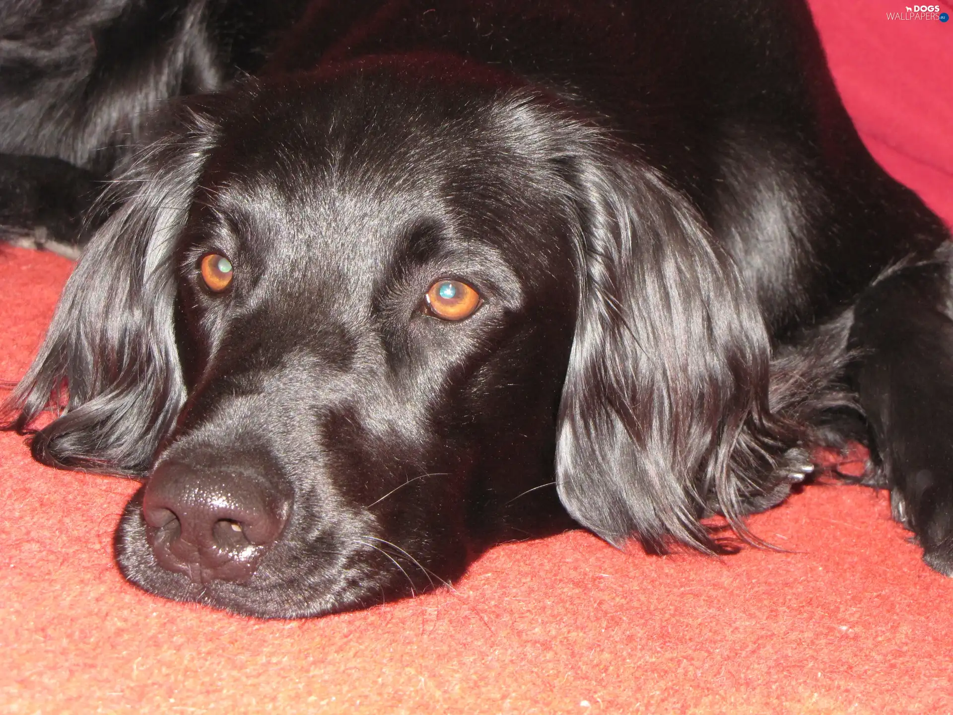 German long-haired Pointing Dog, mouth