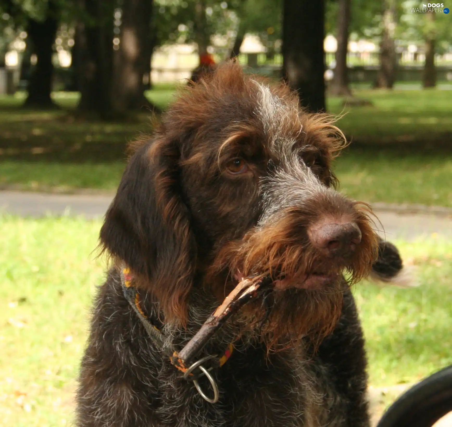 German wire-haired Pointing Dog, Head