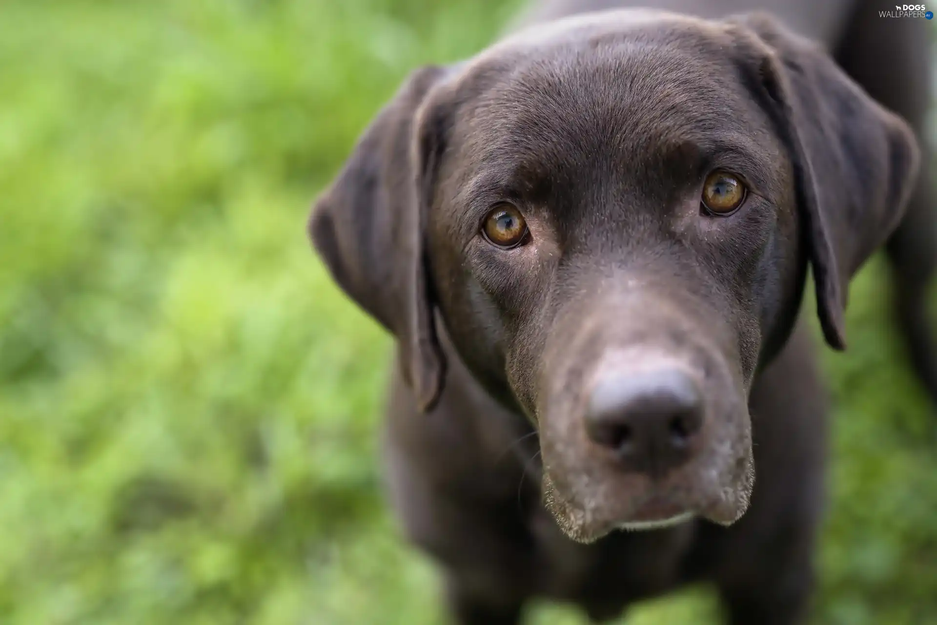 German Shorthaired Pointer, muzzle, dog, sad