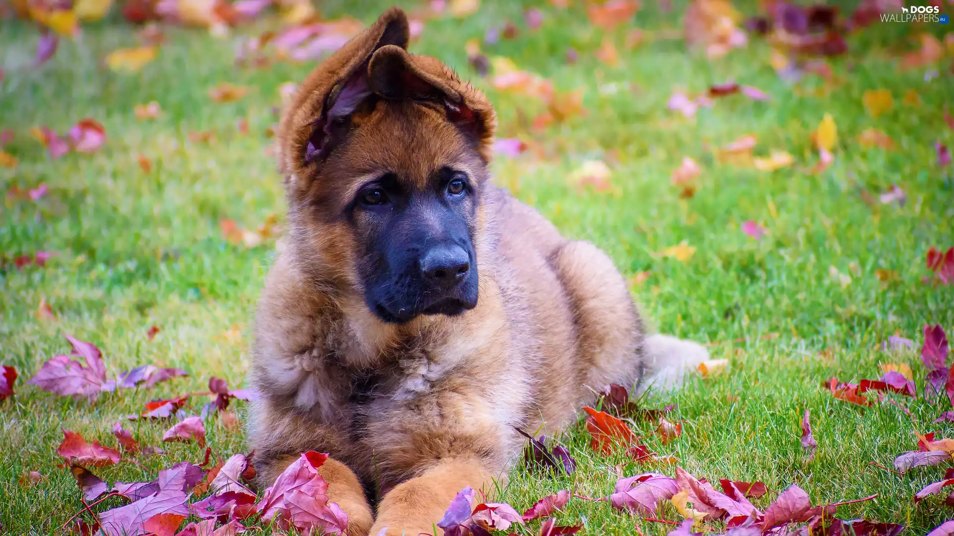 grass, Leaf, Puppy, German Shepherd, dog