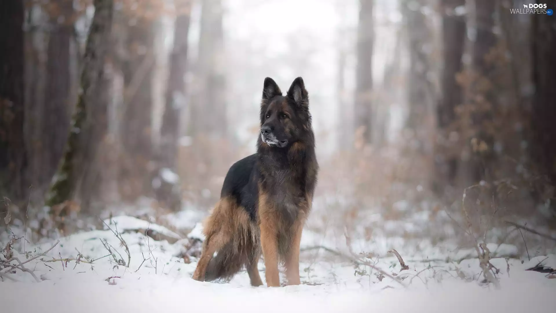 winter, Long Haired German Shepherd, forest