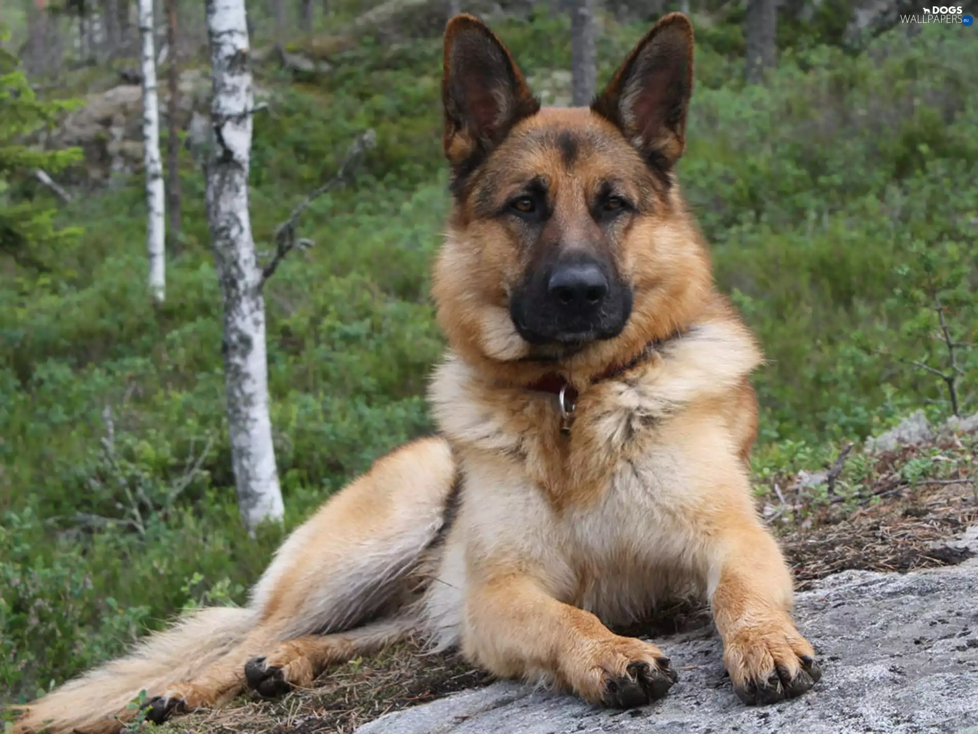 German Shepherd, forest