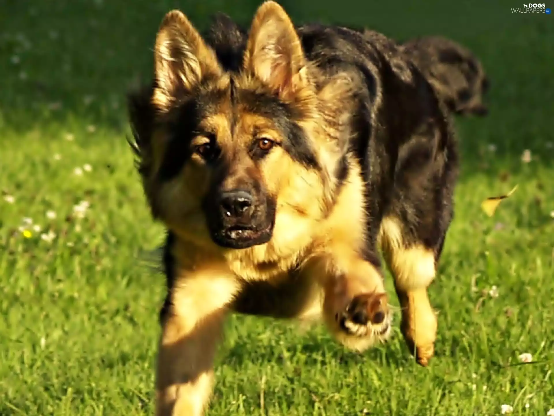 gear, sheep-dog, german