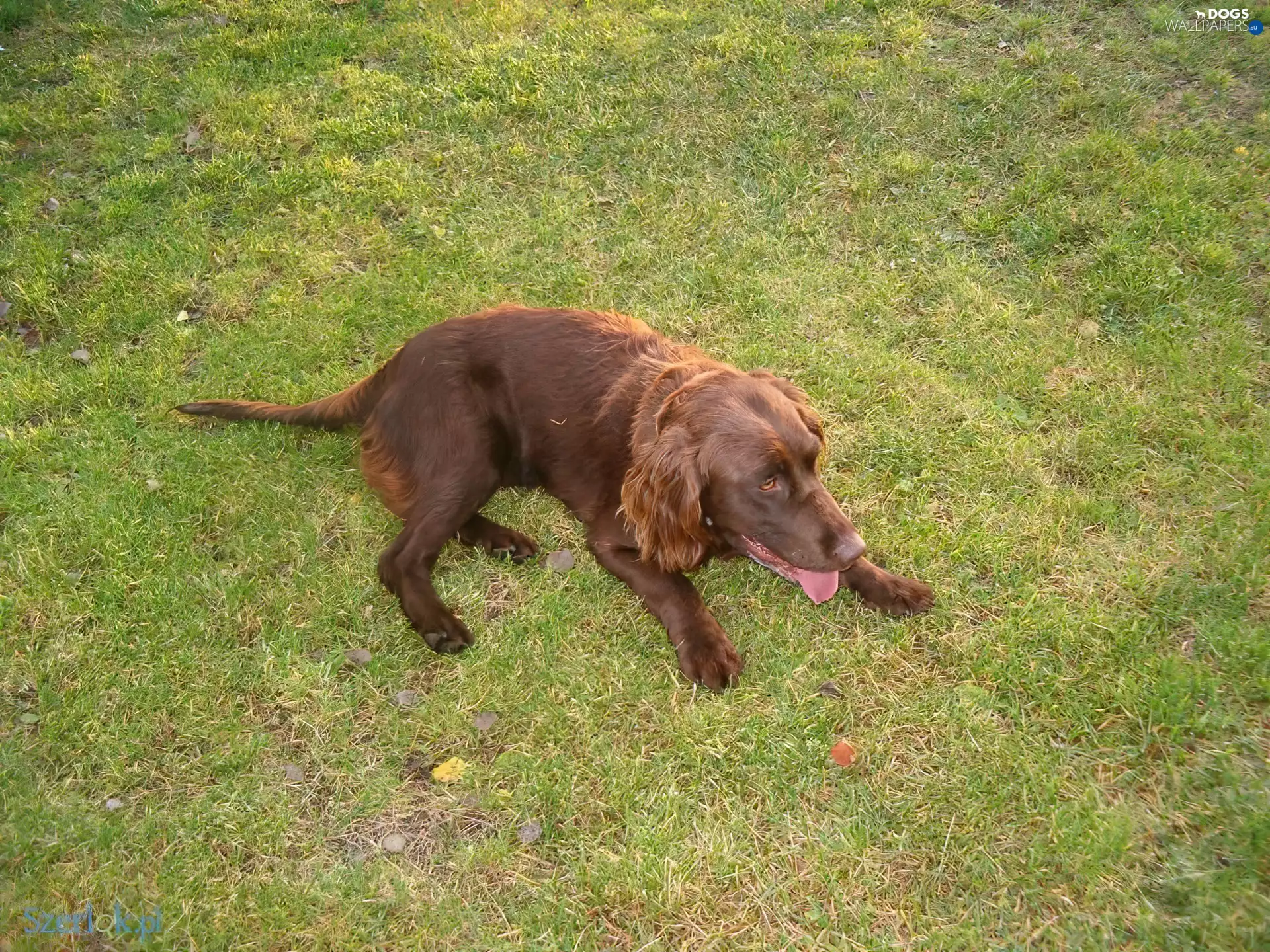 German Alpine, grass