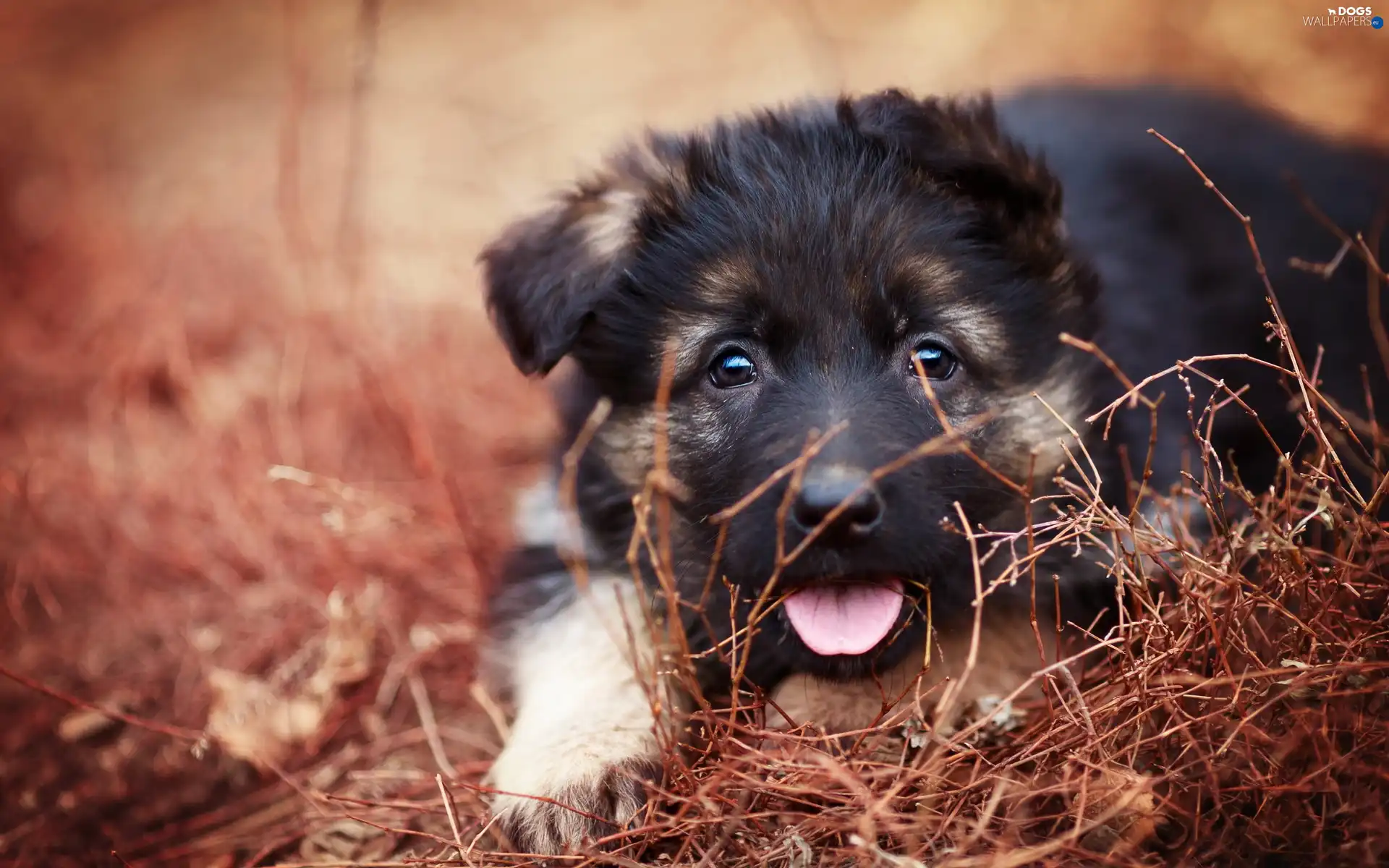 german, sheep-dog, doggy, grass, Puppy