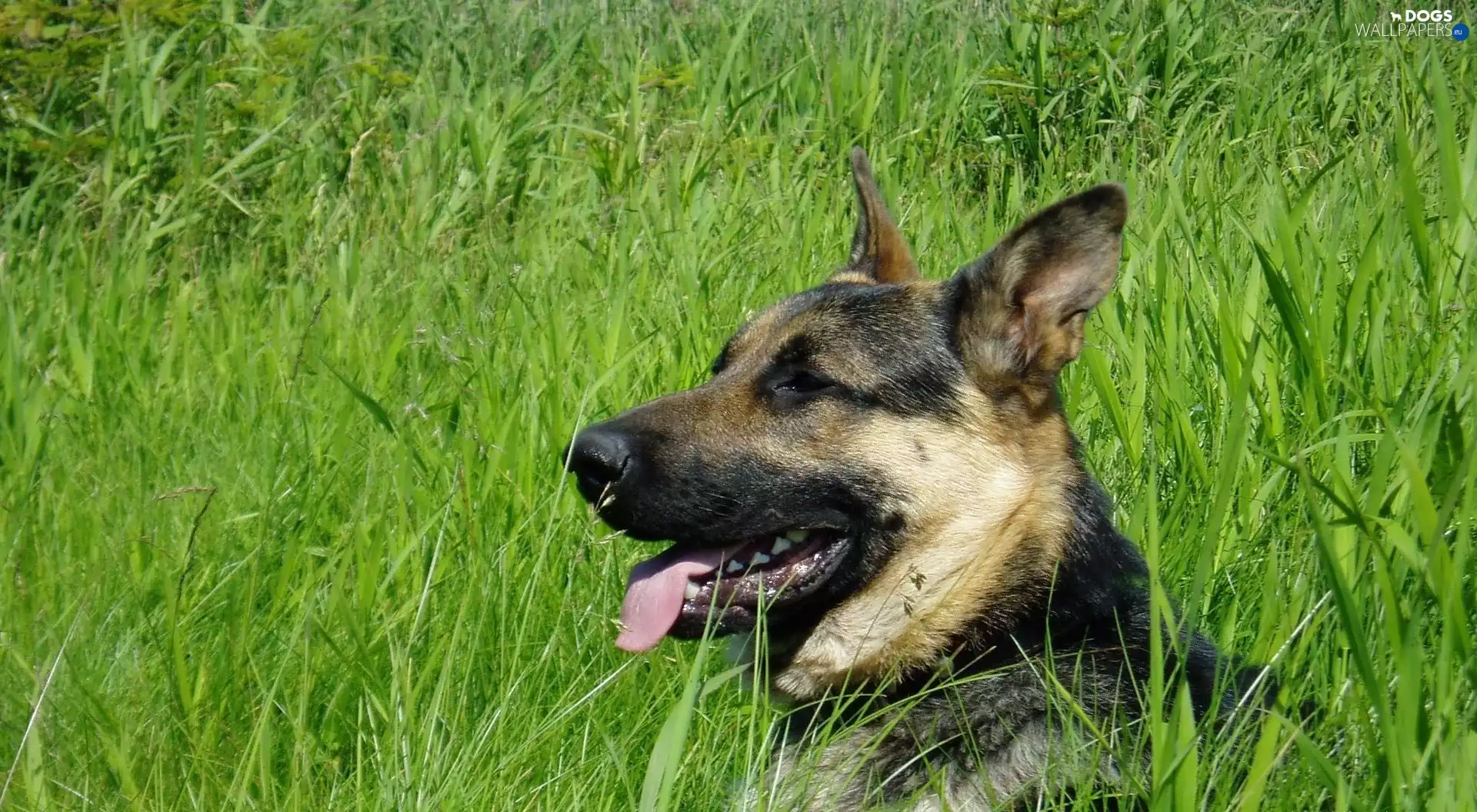 grass, sheep-dog, german