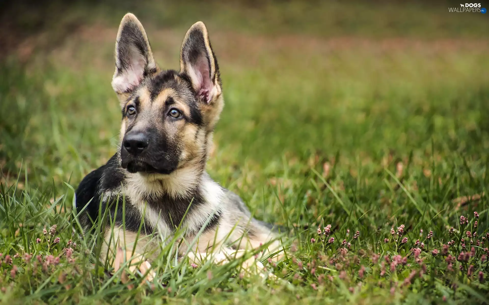 Puppy, german, grass, sheep-dog