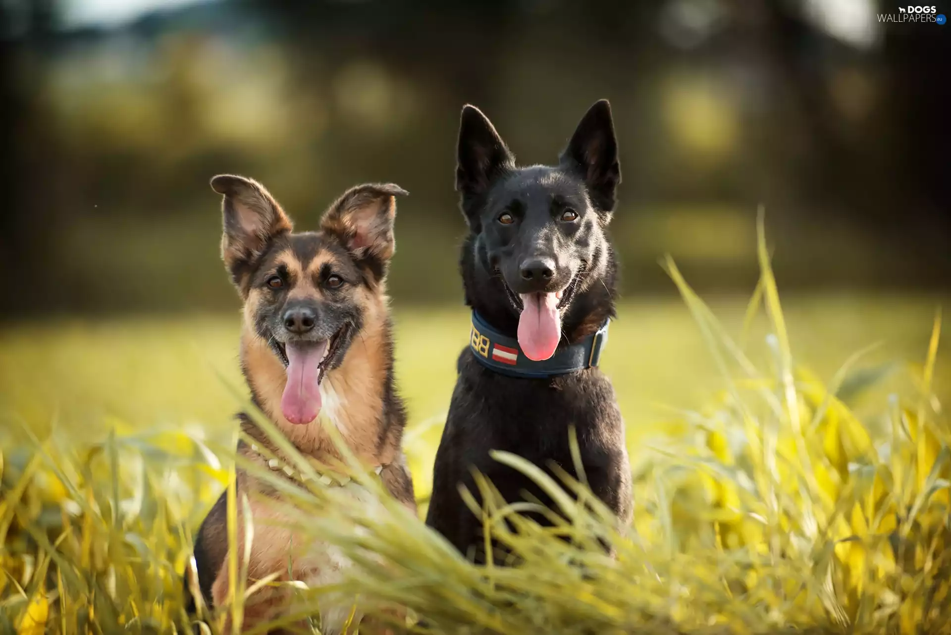 German Shepherds, grass