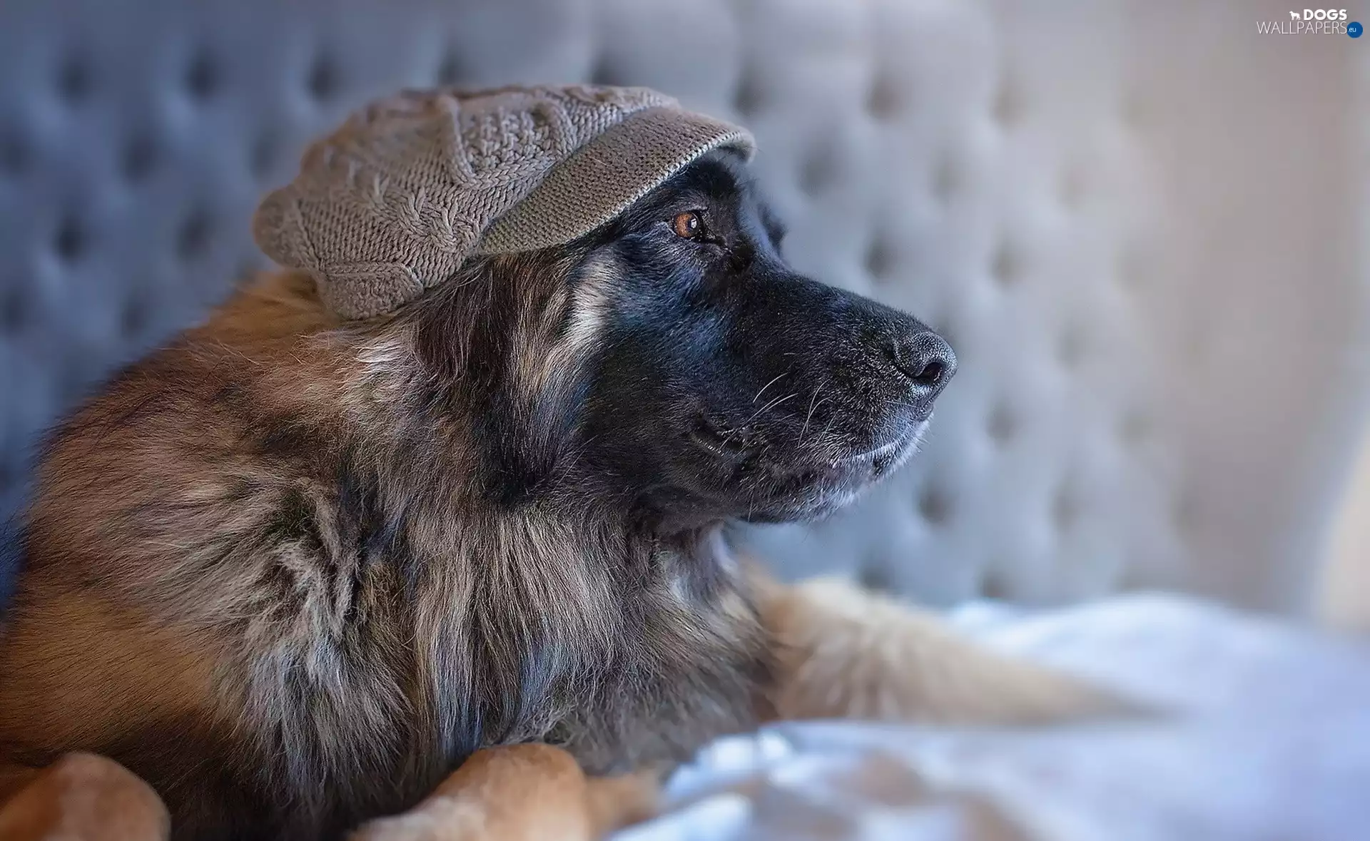 Hat, sheep-dog, german