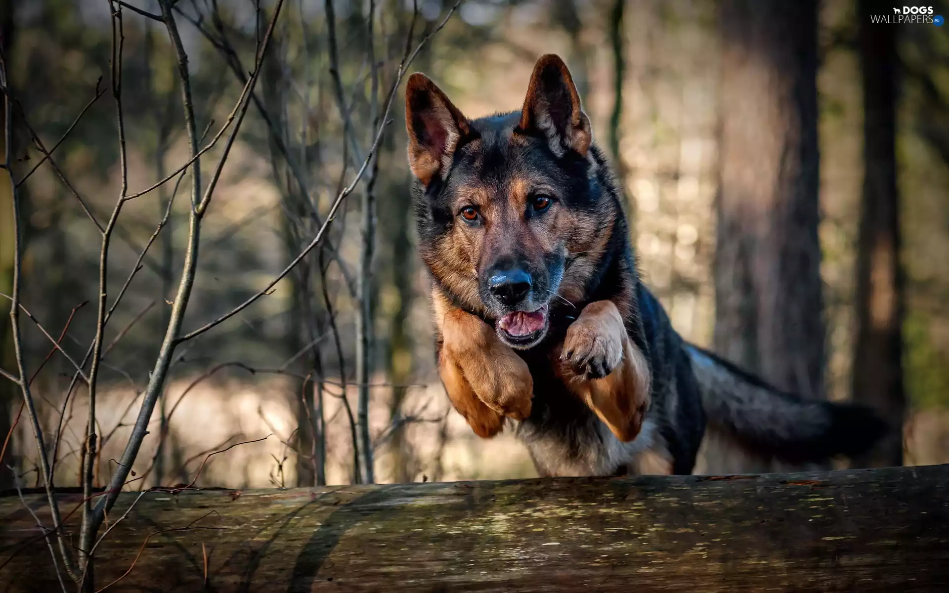 jump, sheep-dog, german