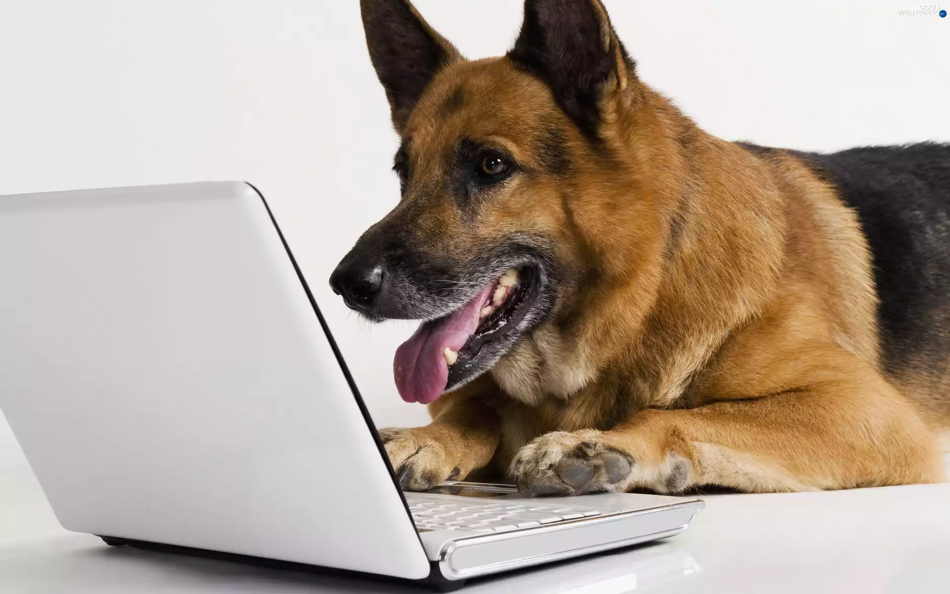 doggy, german, laptop, sheep-dog