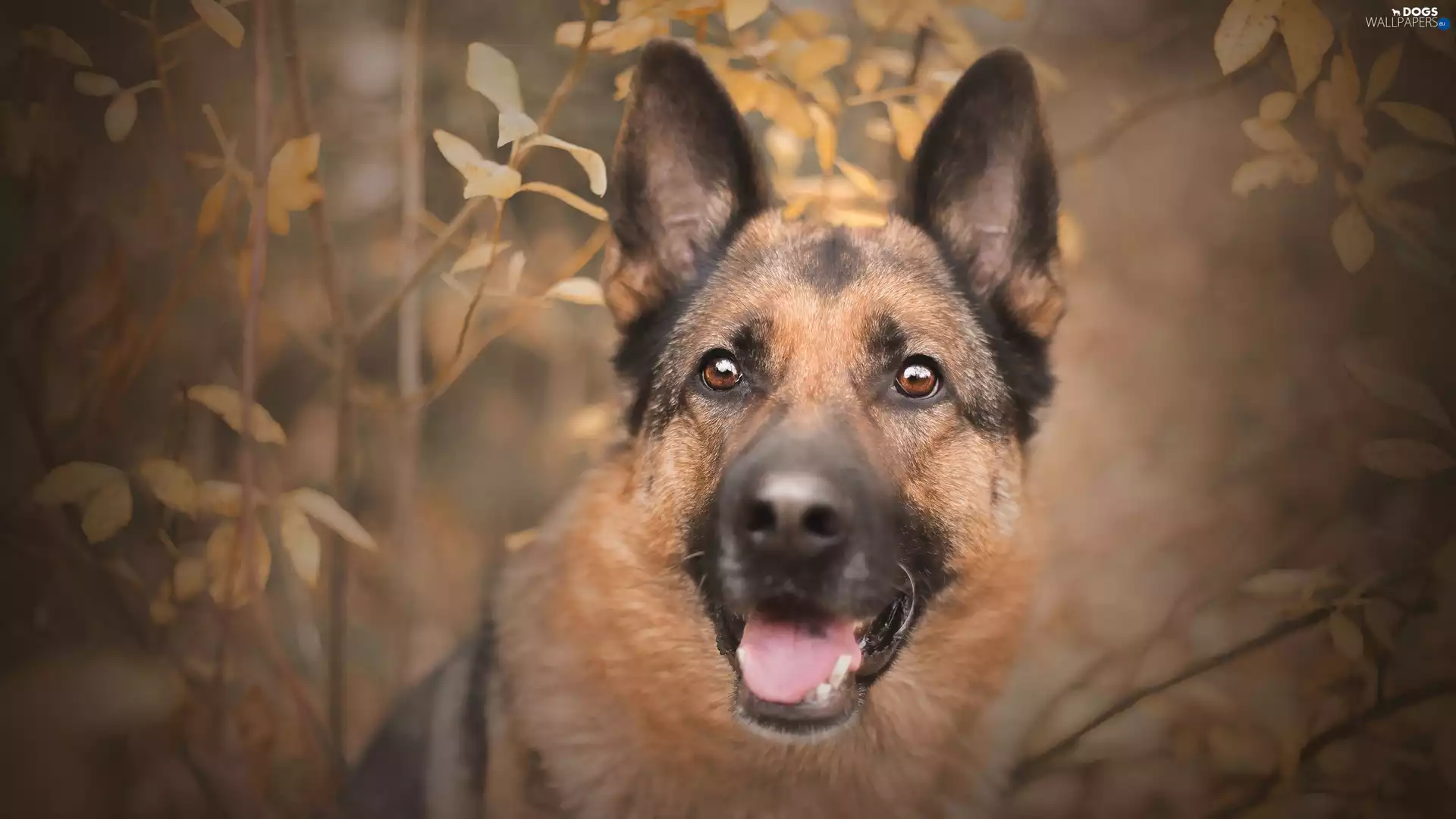 German Shepherd, Leaf